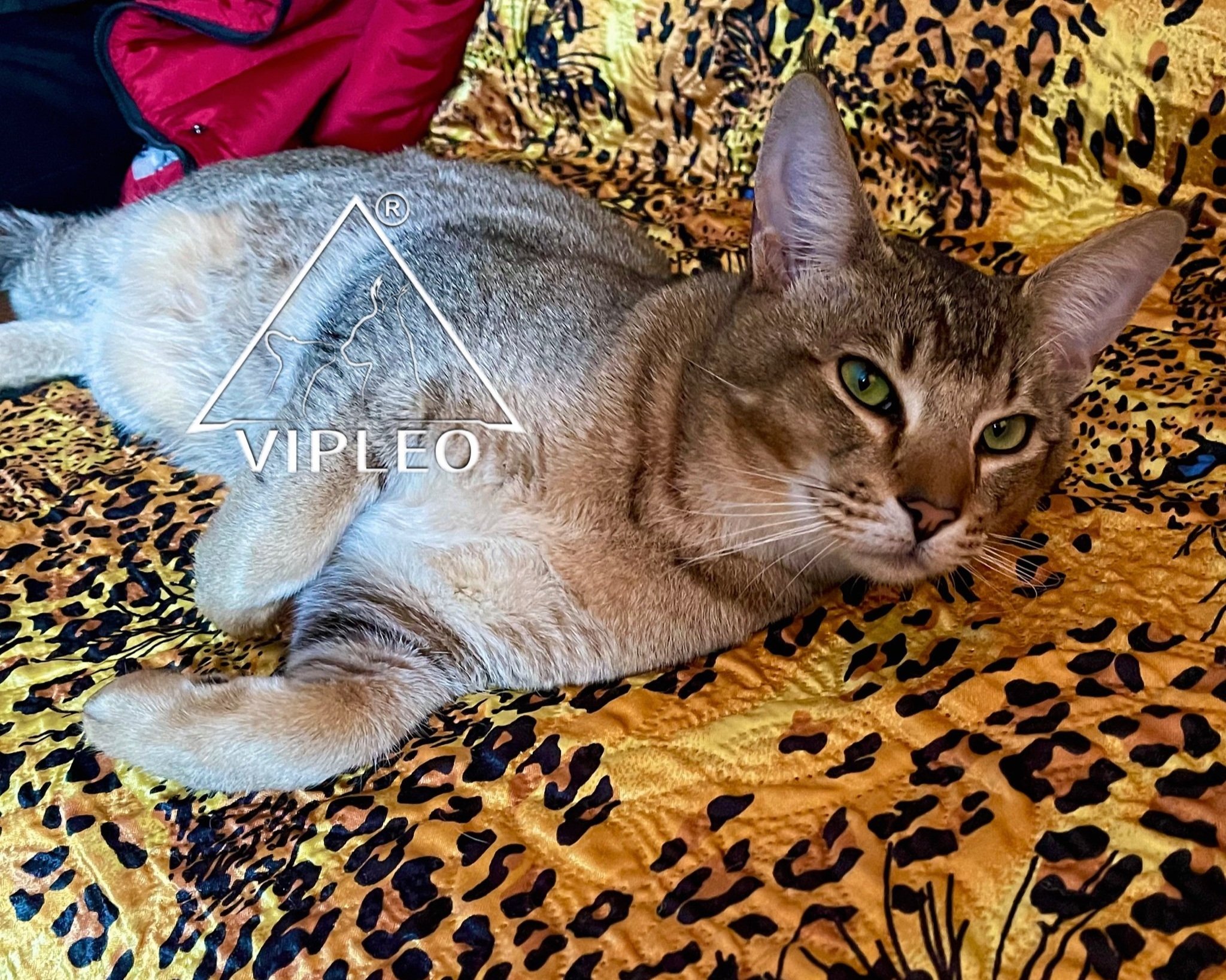 Same Caracat F5 female lying in a different position on the bed — exotic features and calm personality of a well-socialized hybrid cat