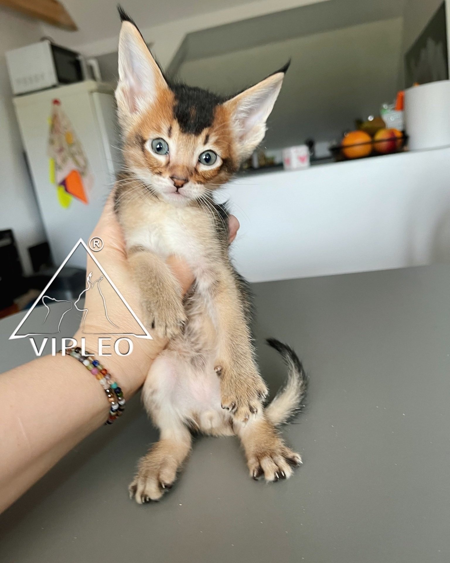 Breeder Ganna Kuzmina holding a male Caracat F4 kitten with 6.25% caracal blood — capturing facial expression and hybrid type in early socialization moment at VIPLEO
