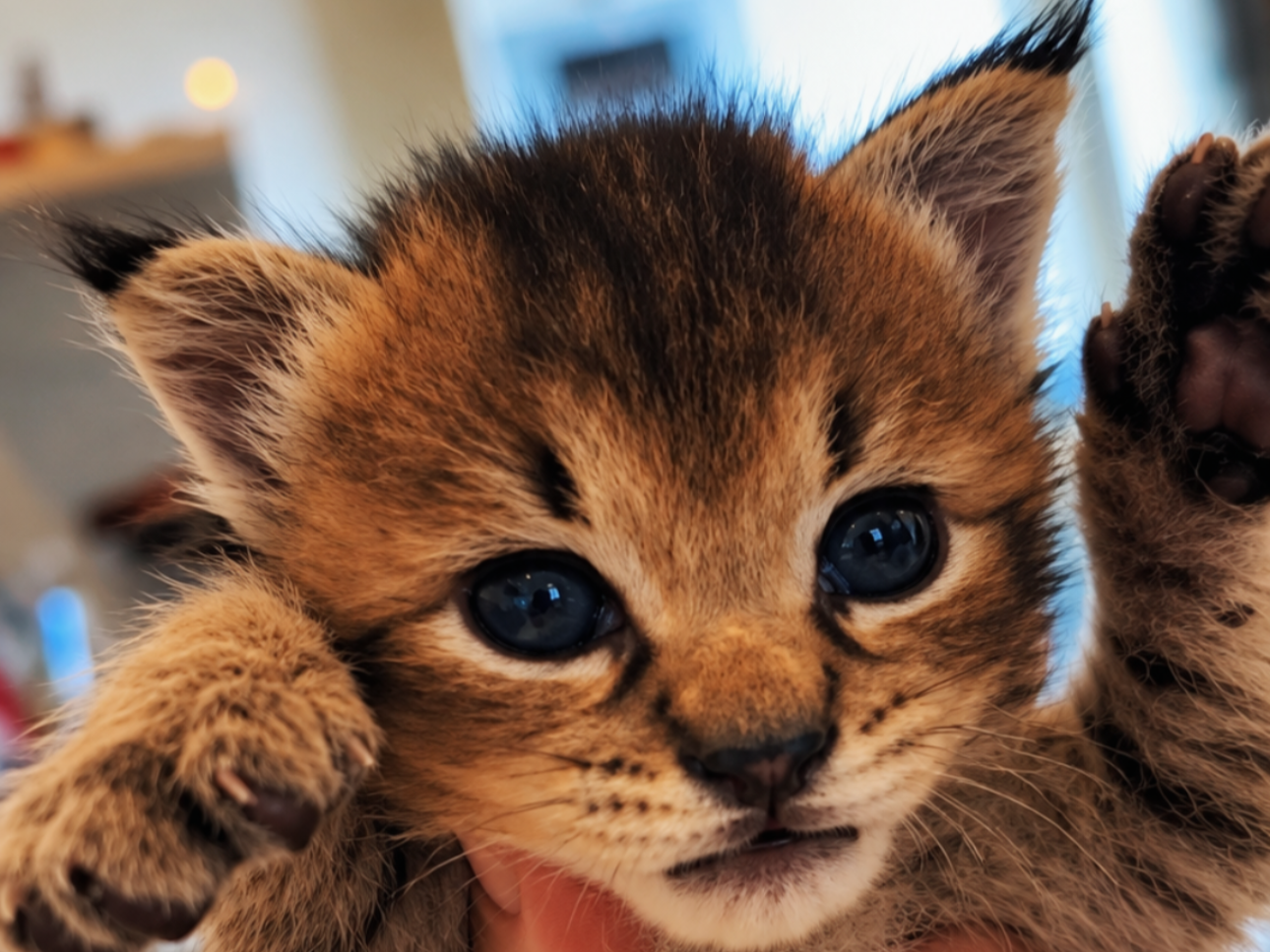 A Caracat kitten with red and white fur and distinctive spots on her muzzle.
