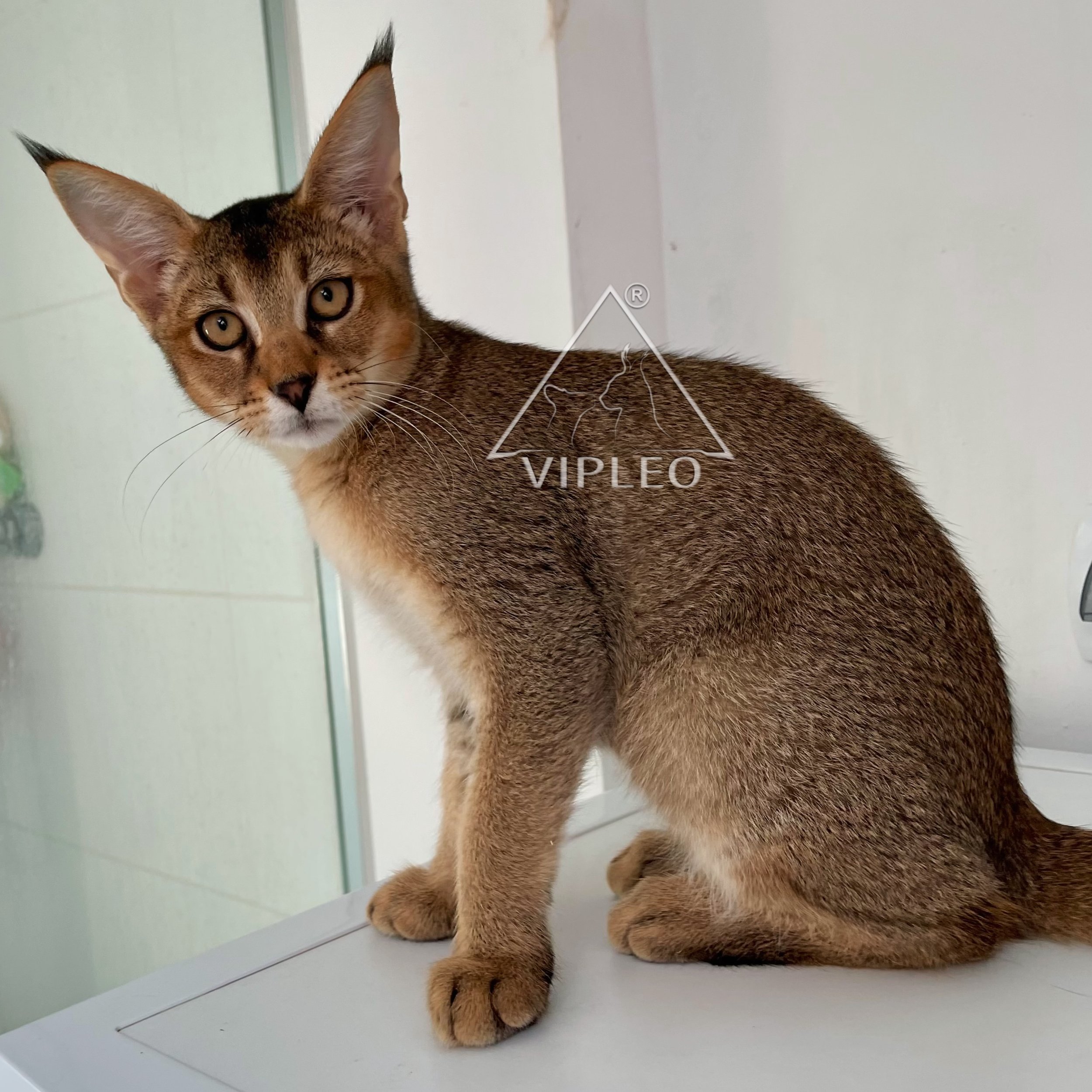3-month-old Caracat F2 female with 25% caracal blood — early-generation hybrid showing confident personality and developing wild features, bred at VIPLEO