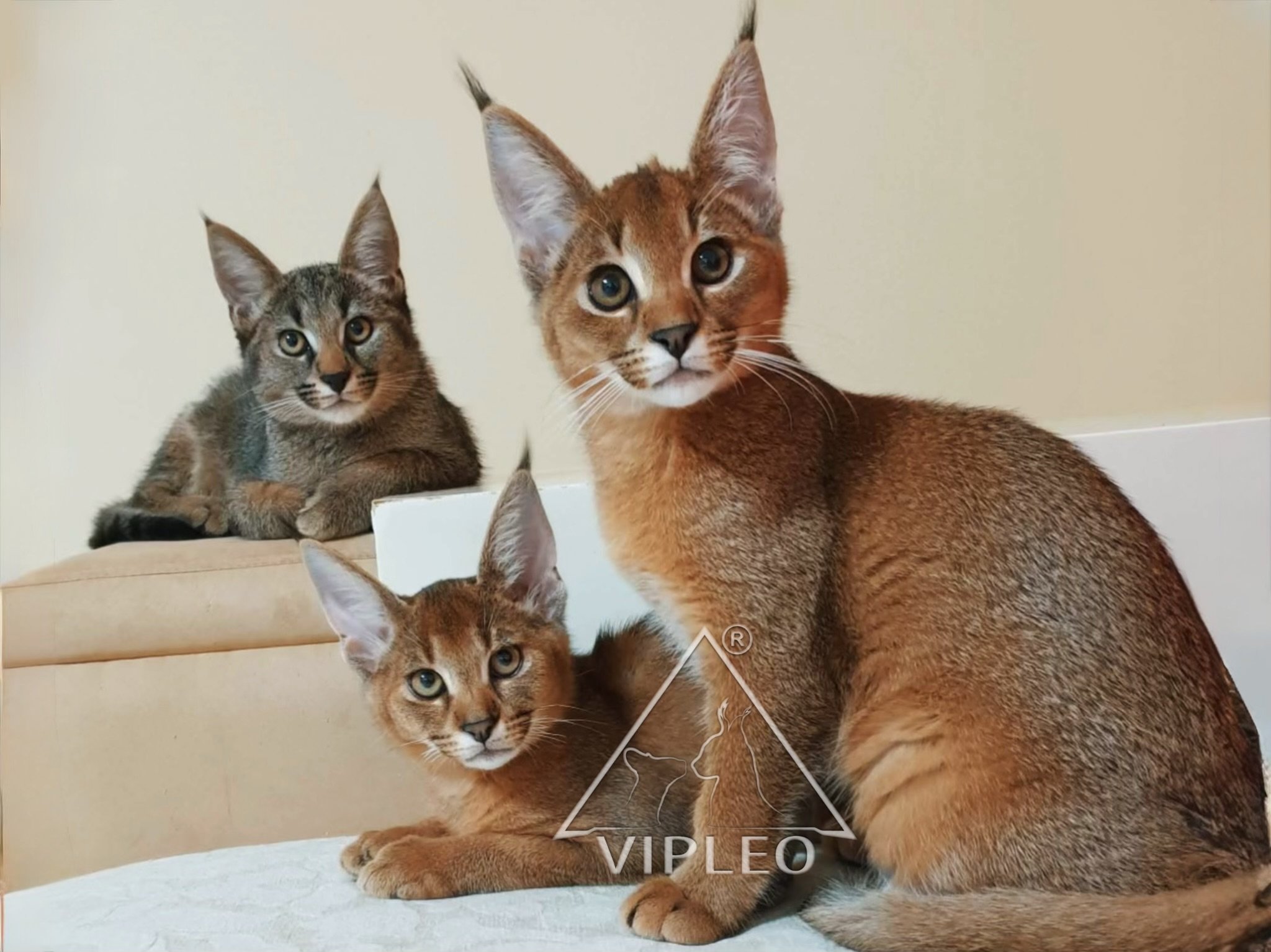 Three Caracat F1 kittens from Tuz sitting on a sofa and looking into the camera — one with a rare wolf-grey coat, all bred at VIPLEO with 50% caracal blood