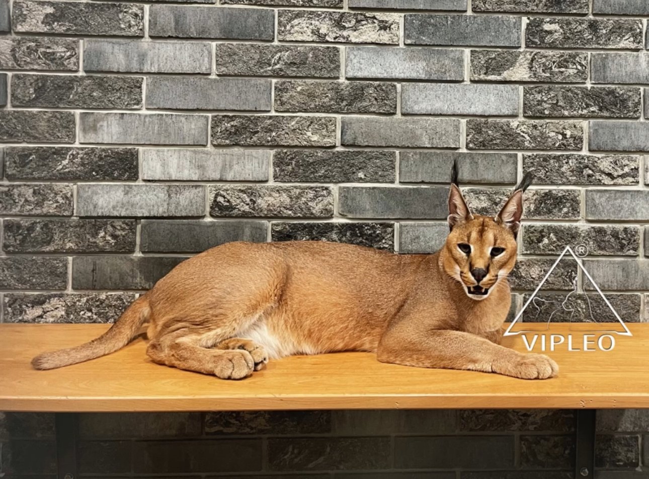 Caracal Eros making direct eye contact — intelligent and confident TICA-registered male in VIPLEO’s Caracat hybrid program