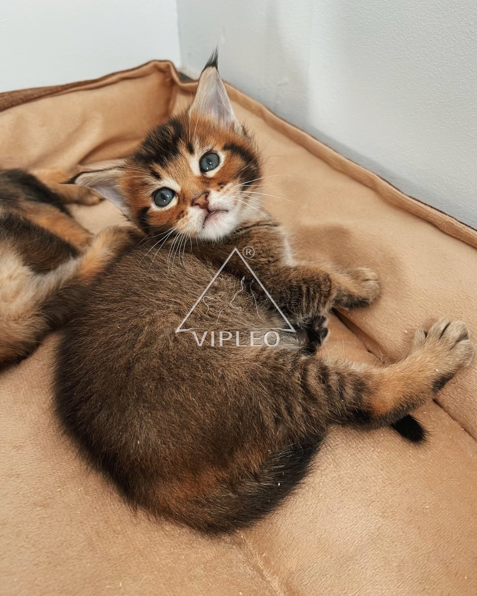 Caracat F4 kitten with 6.25% caracal blood lying on a soft pet bed — relaxed and social early-generation hybrid raised at VIPLEO