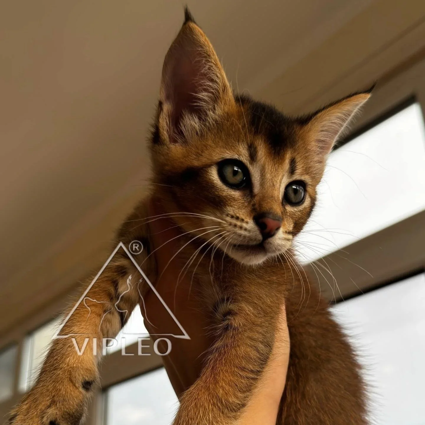 Caracat F2 boy  (Reserved) 2026