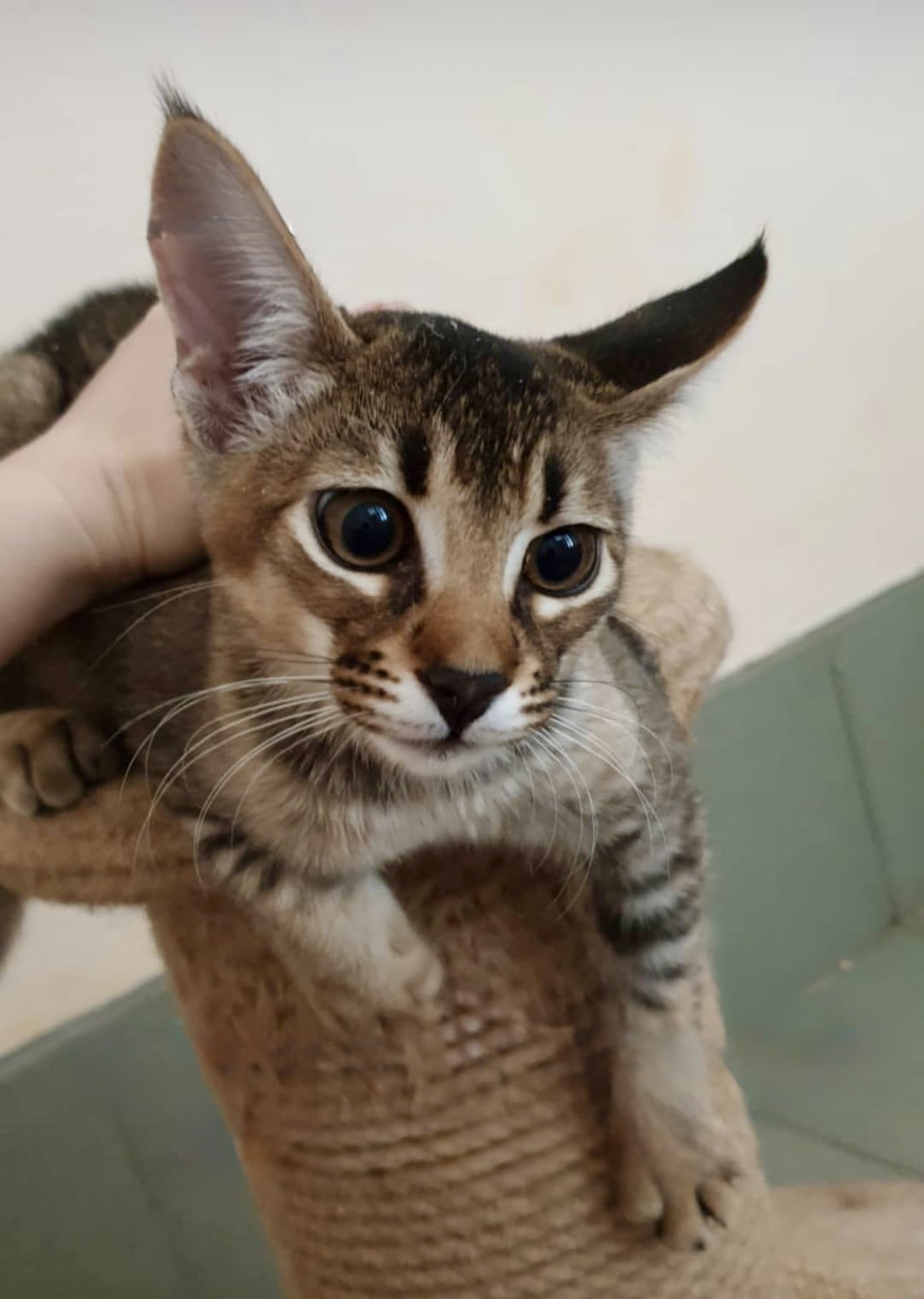 F3 Caracat female kitten (12.5% caracal blood) in relaxed indoor pose — socialized hybrid raised in home environment at VIPLEO