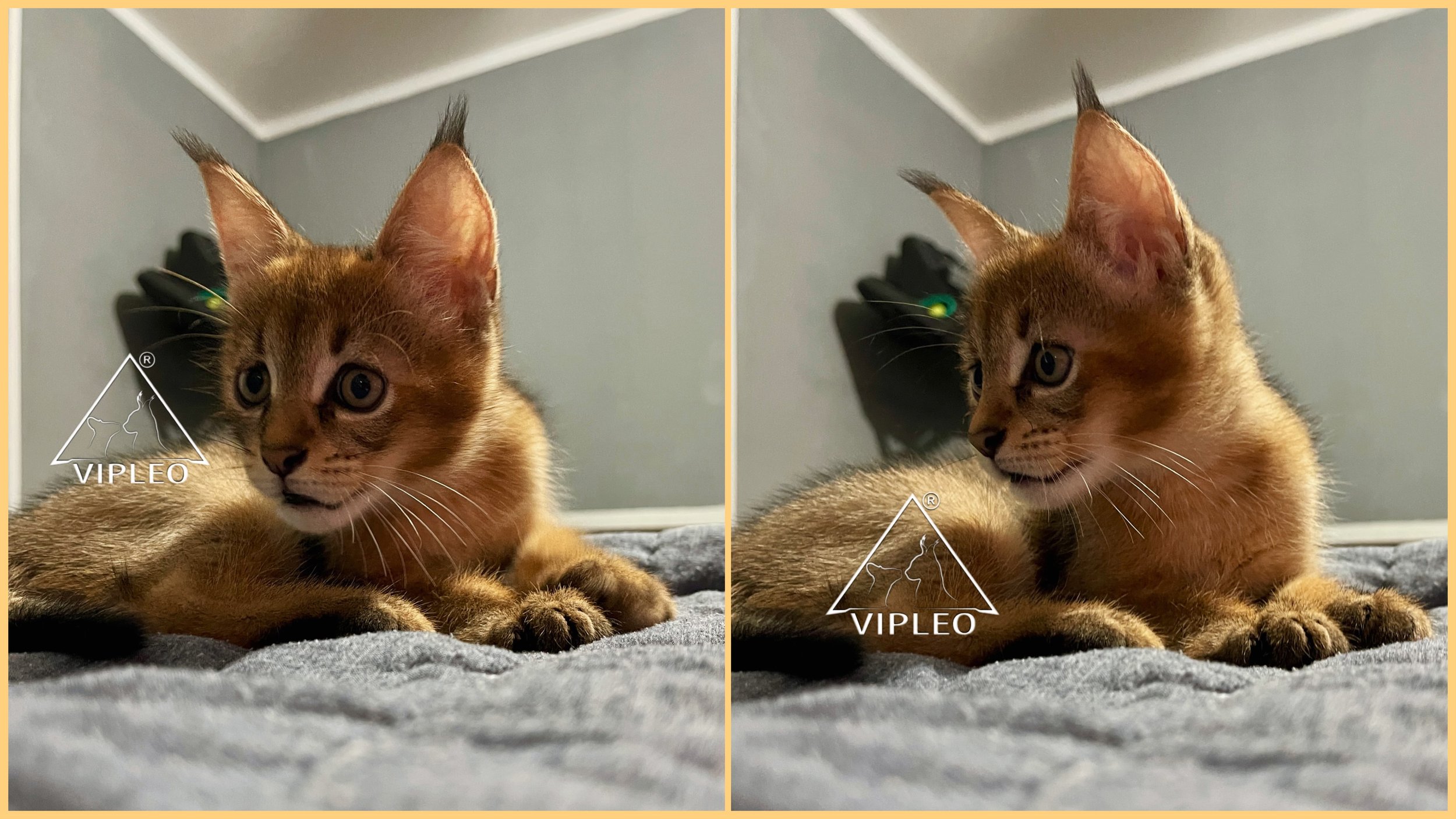 Caracat F2 male with 25% caracal blood lying on a bed — early-generation hybrid raised in home environment with calm and confident temperament, bred at VIPLEO