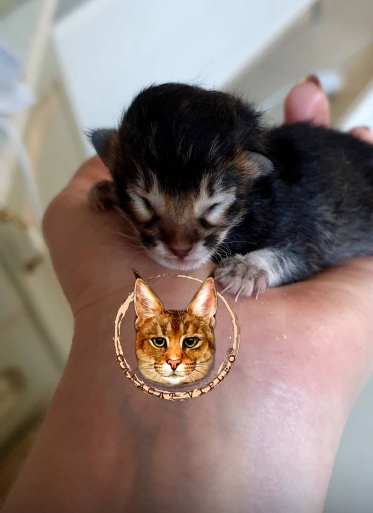 Breeder Ganna Kuzmina holding the world’s first newborn Caracat F3 kitten with 12.5% caracal blood — eyes still closed, symbol of breakthrough in hybrid breeding at VIPLEO