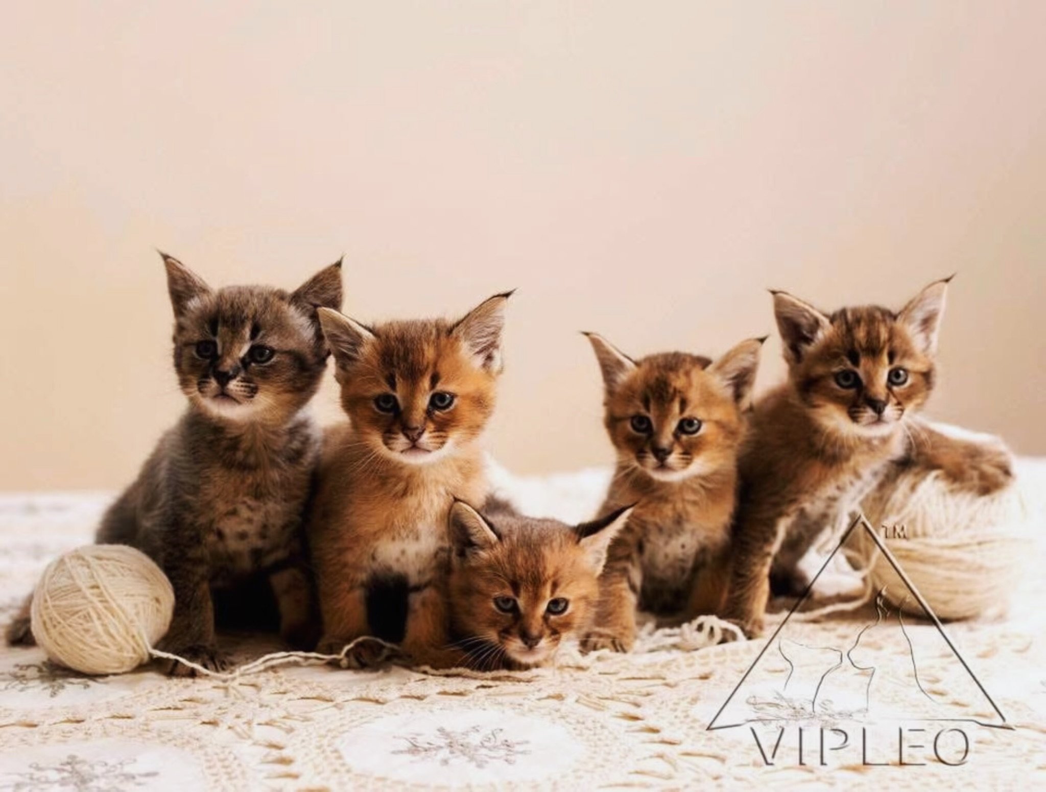 Litter of five Caracat F1 kittens with 50% caracal blood from Tuz — four in wild red and one in rare wolf-grey coat, sitting on a crocheted blanket with yarn balls at VIPLEO