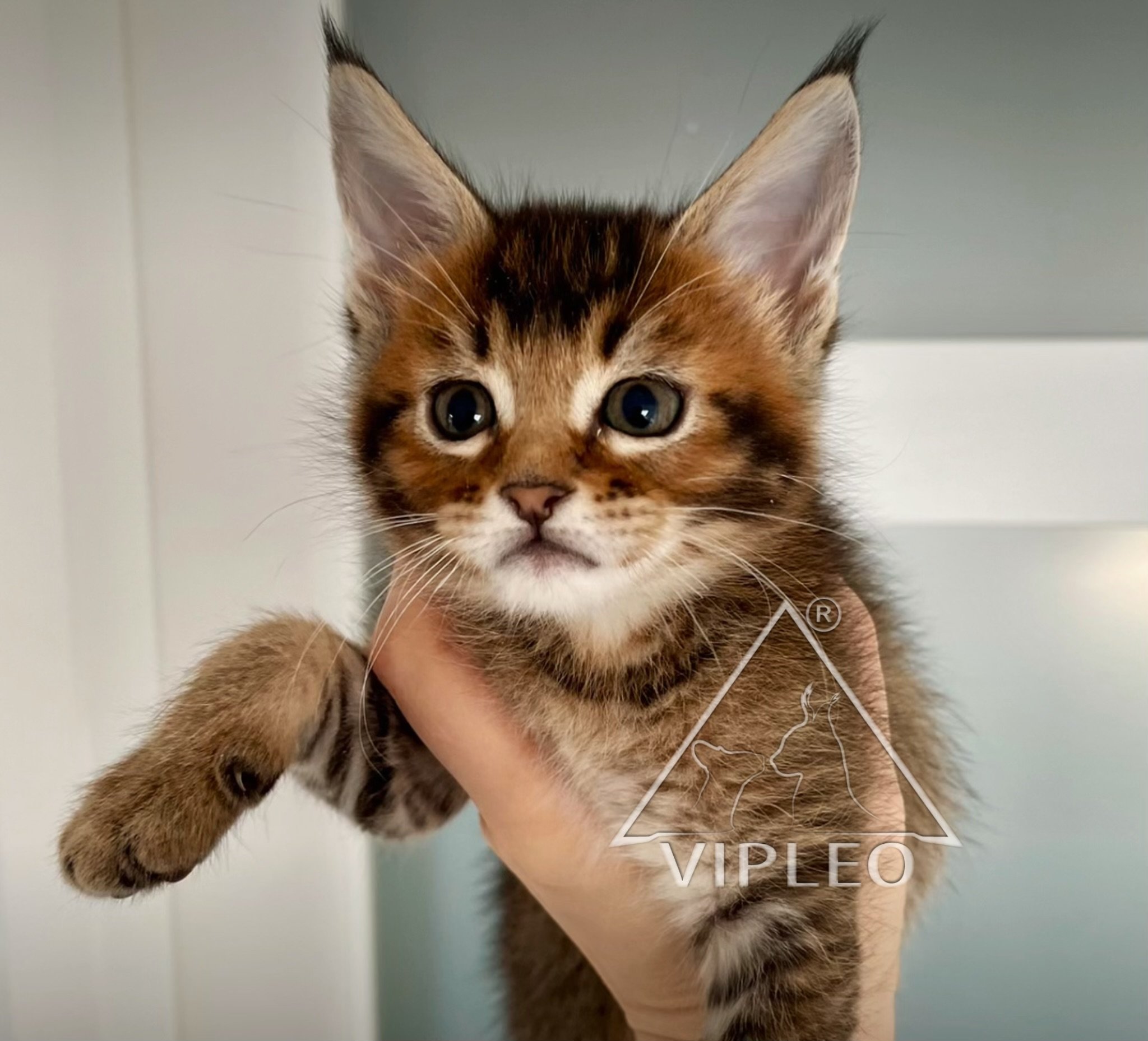 Cute kitten Caracat F5 being held up indoors with white and light blue background, featuring large ears and fluffy fur.