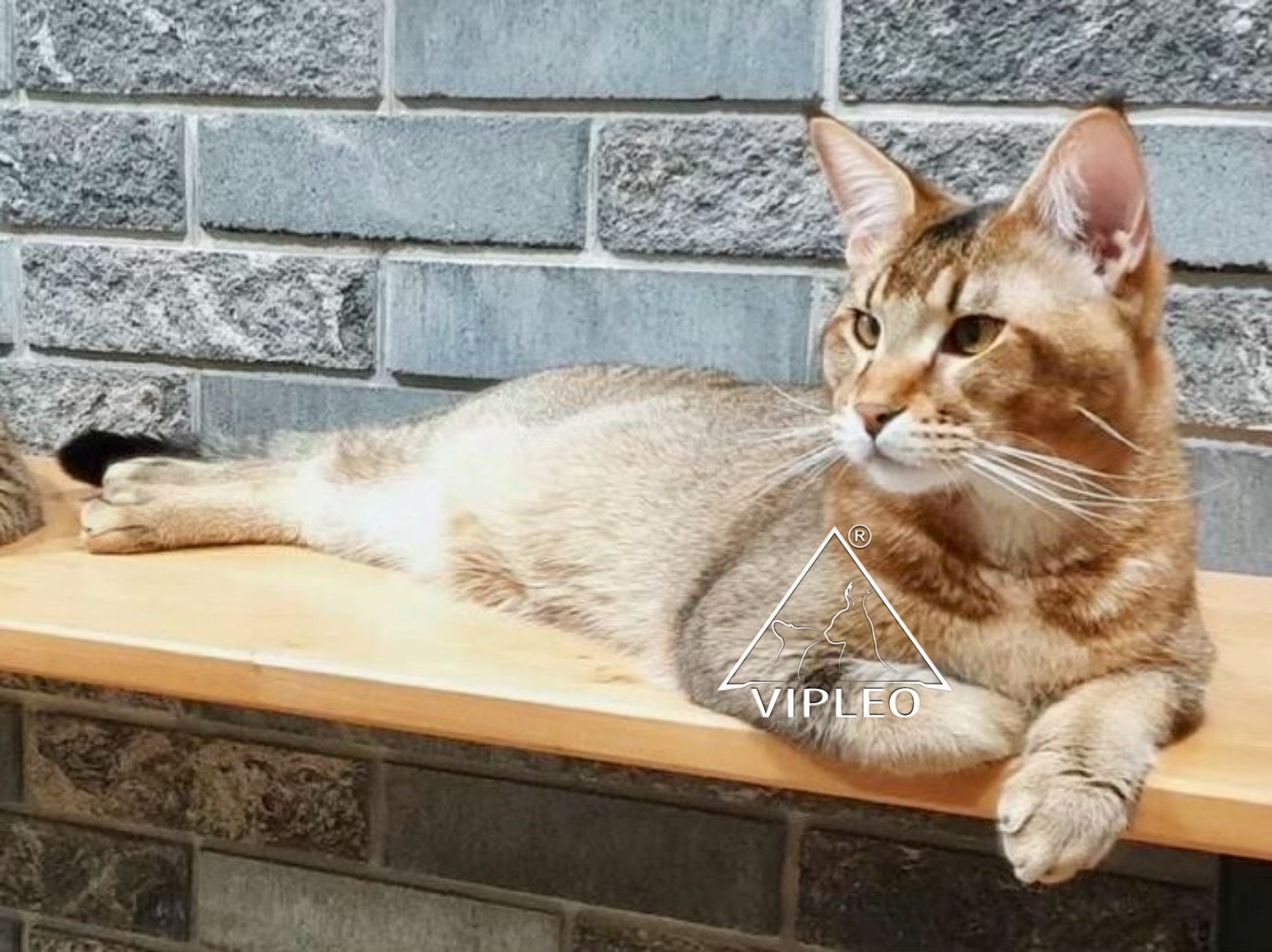The same fertile Caracat F5 male (3.125% caracal blood) in a different pose on his shelf — exclusive foundation hybrid used for the first Caracat × Caracat litter at VIPLEO