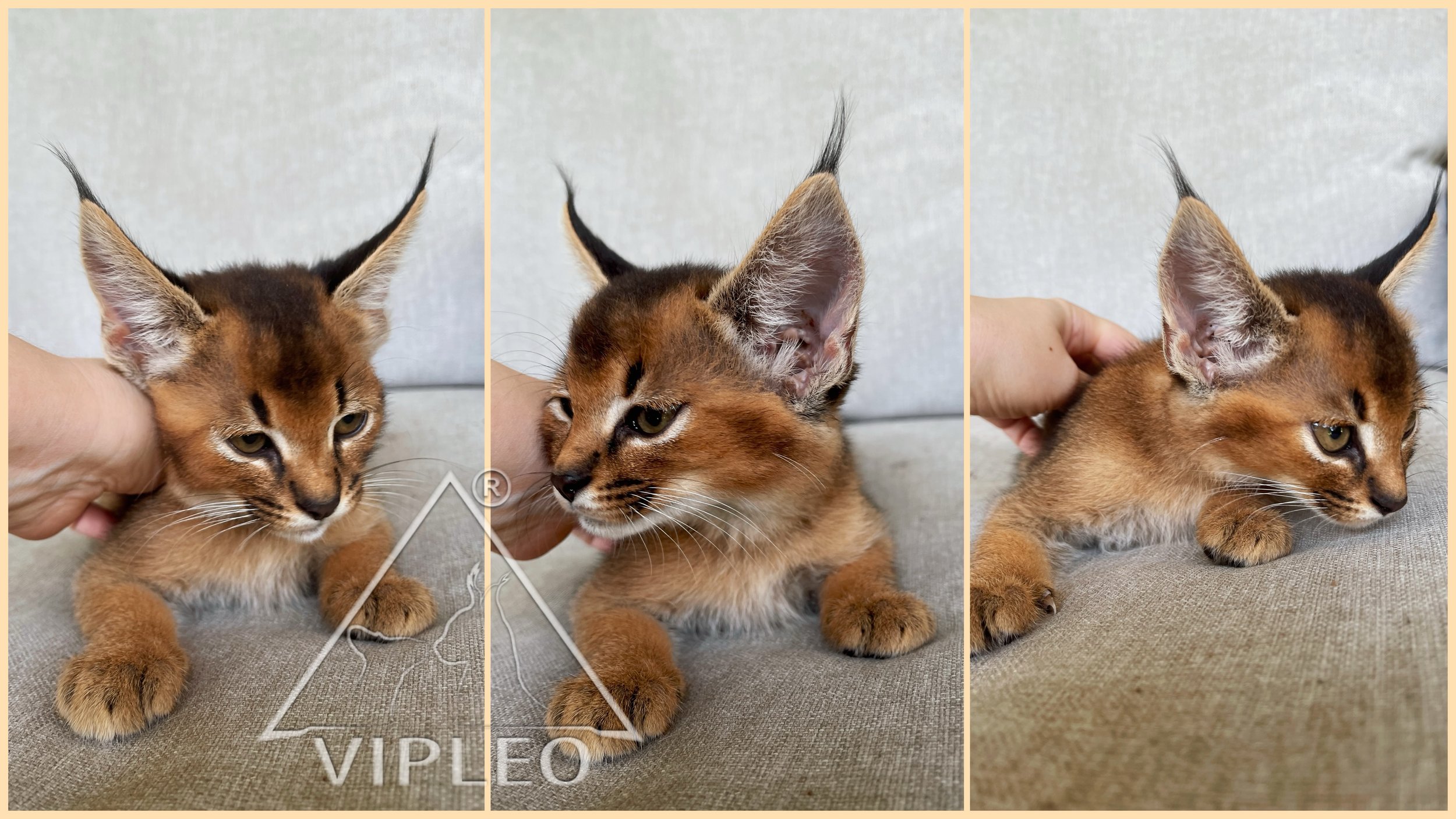 F1 Caracat showing large ears and bold pattern — direct offspring of caracal Eros in hybrid program