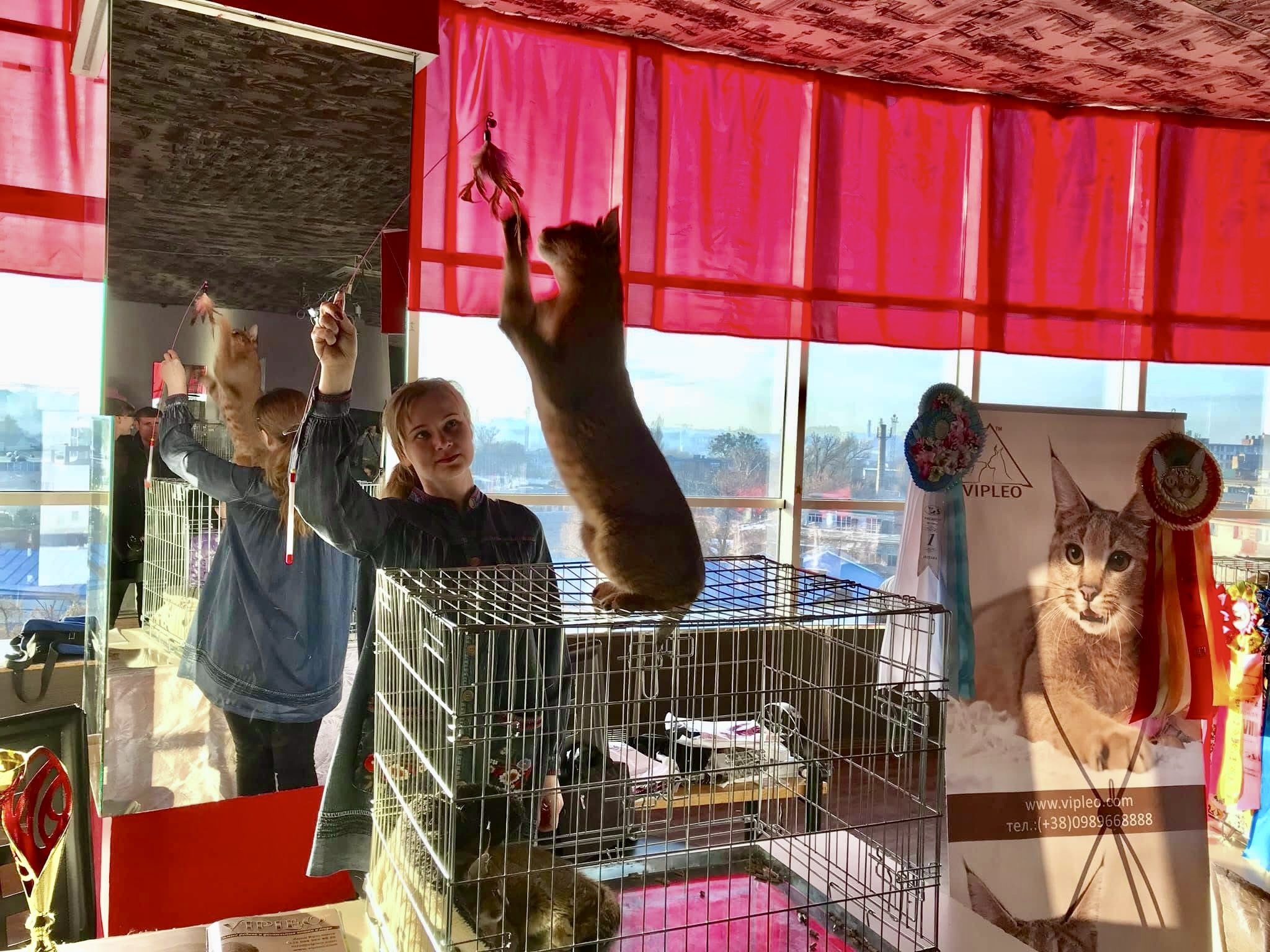 Ganna Kuzmina demonstrating a Caracat F1 with 50% caracal blood at a cat show in Ukraine. Using a teaser toy, she encourages the cat to stand on its hind legs and reach upward, showcasing his impressive height, athleticism, and wild grace — key trait