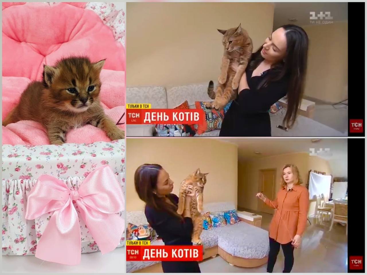 Scene from the TSN program on channel 1+1, filmed at the VIPLEO cattery. Ganna Kuzmina stands beside the host, who is holding a Caracat F1 male with 50% caracal blood, while Ganna shares expert insights about the Caracat breed. A powerful moment from