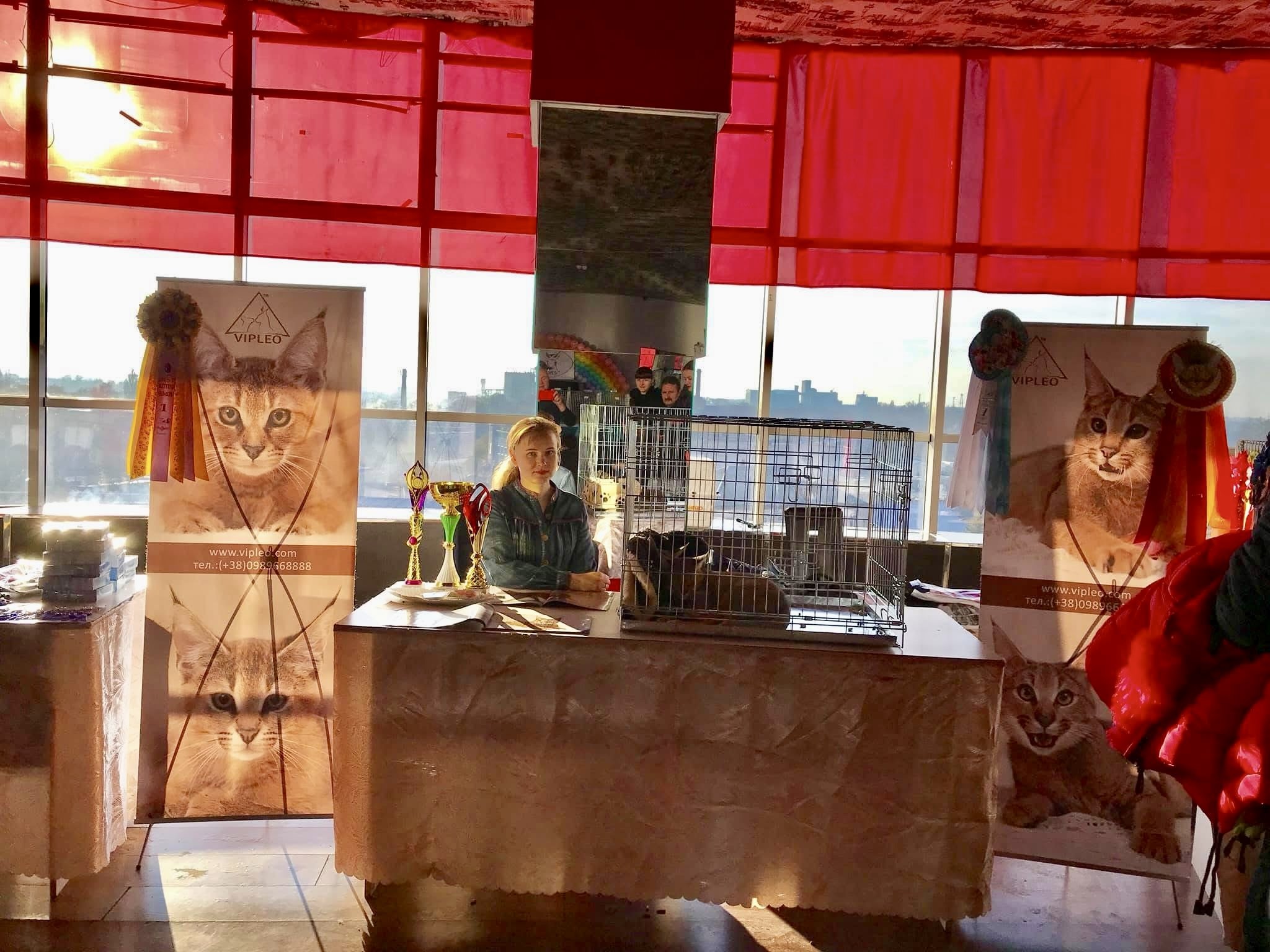 Ganna Kuzmina at a cat show in Ukraine, standing beside the VIPLEO presentation table. On the table sit Caracat F1 kittens with 50% caracal blood, participating in the exhibition. The backdrop features promotional banners with Caracat photos, contact