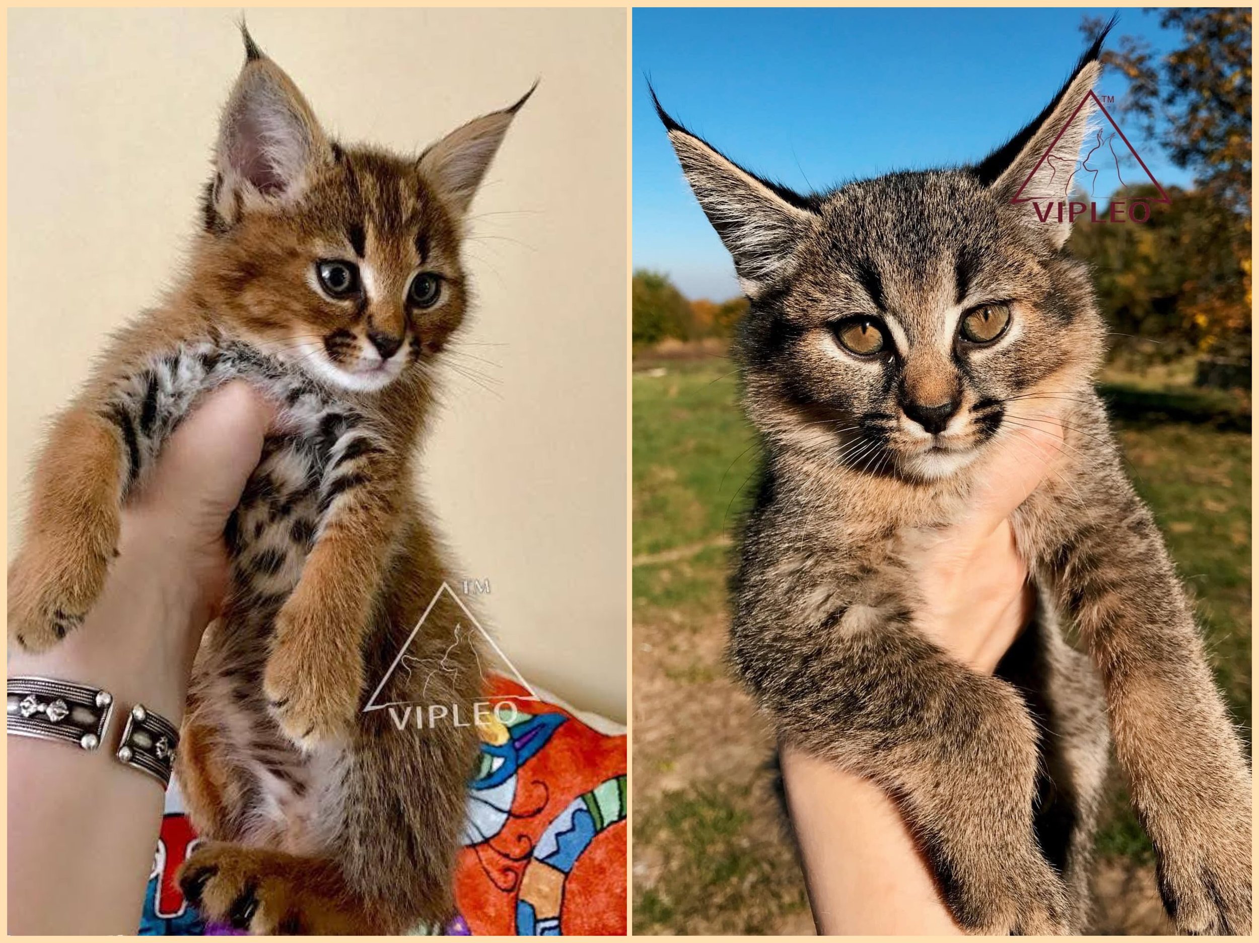 Breeder Ganna Kuzmina holding two Caracat F1 kittens with 50% caracal blood from Tuz — one in rich wild red and one in rare wolf-grey coat