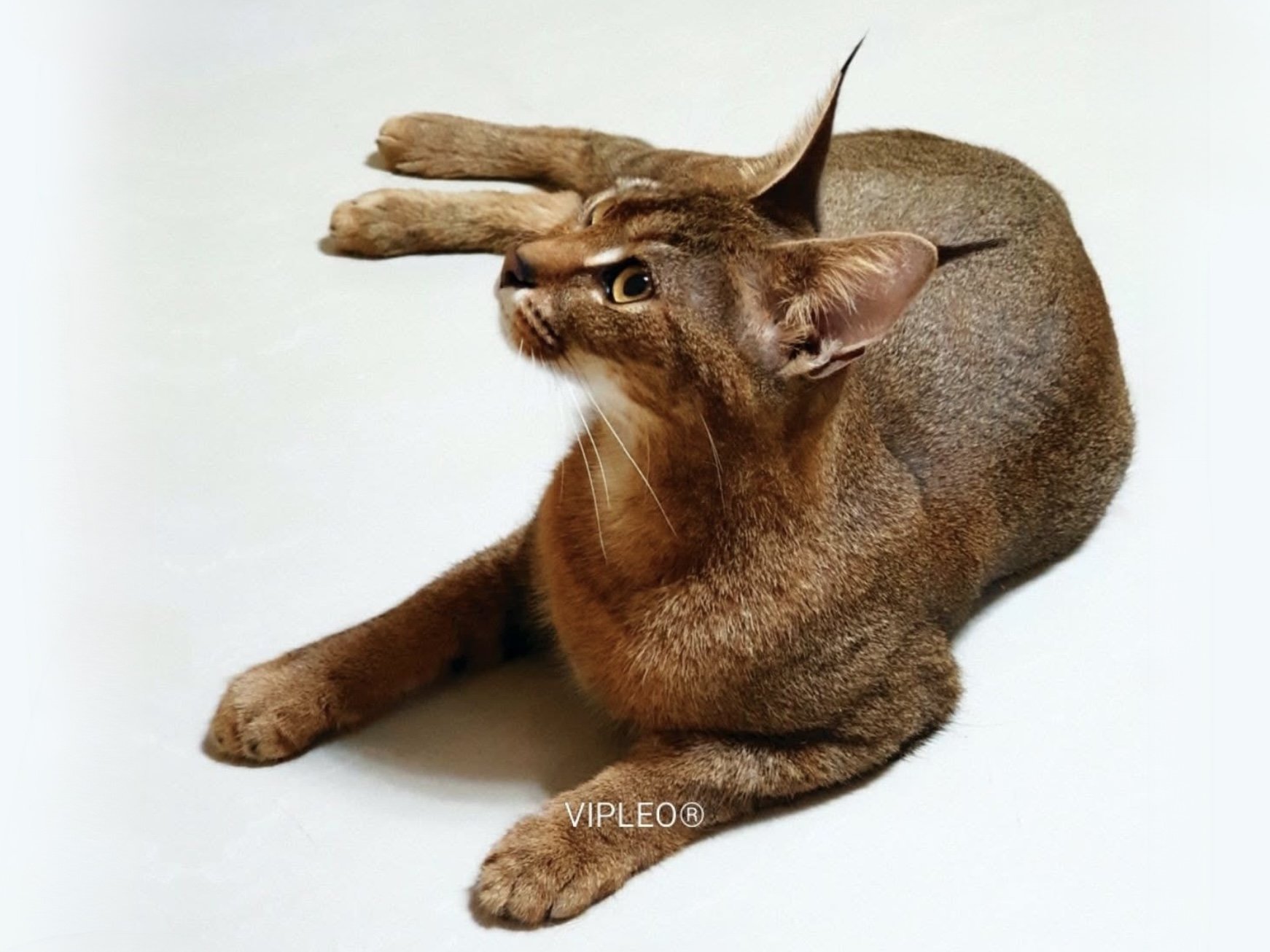 Beautiful Caracat F1 female with 50% caracal blood from Tuz lying on white background — elegant hybrid showing wild type and grace at VIPLEO