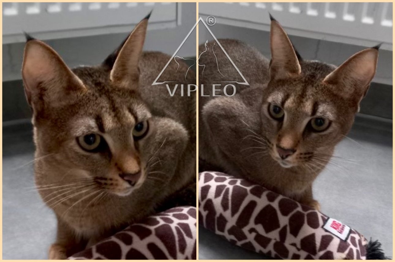 Another Caracat F2 female with 25% caracal blood — well-balanced early-generation hybrid showing wild elegance and refined structure, bred at VIPLEO