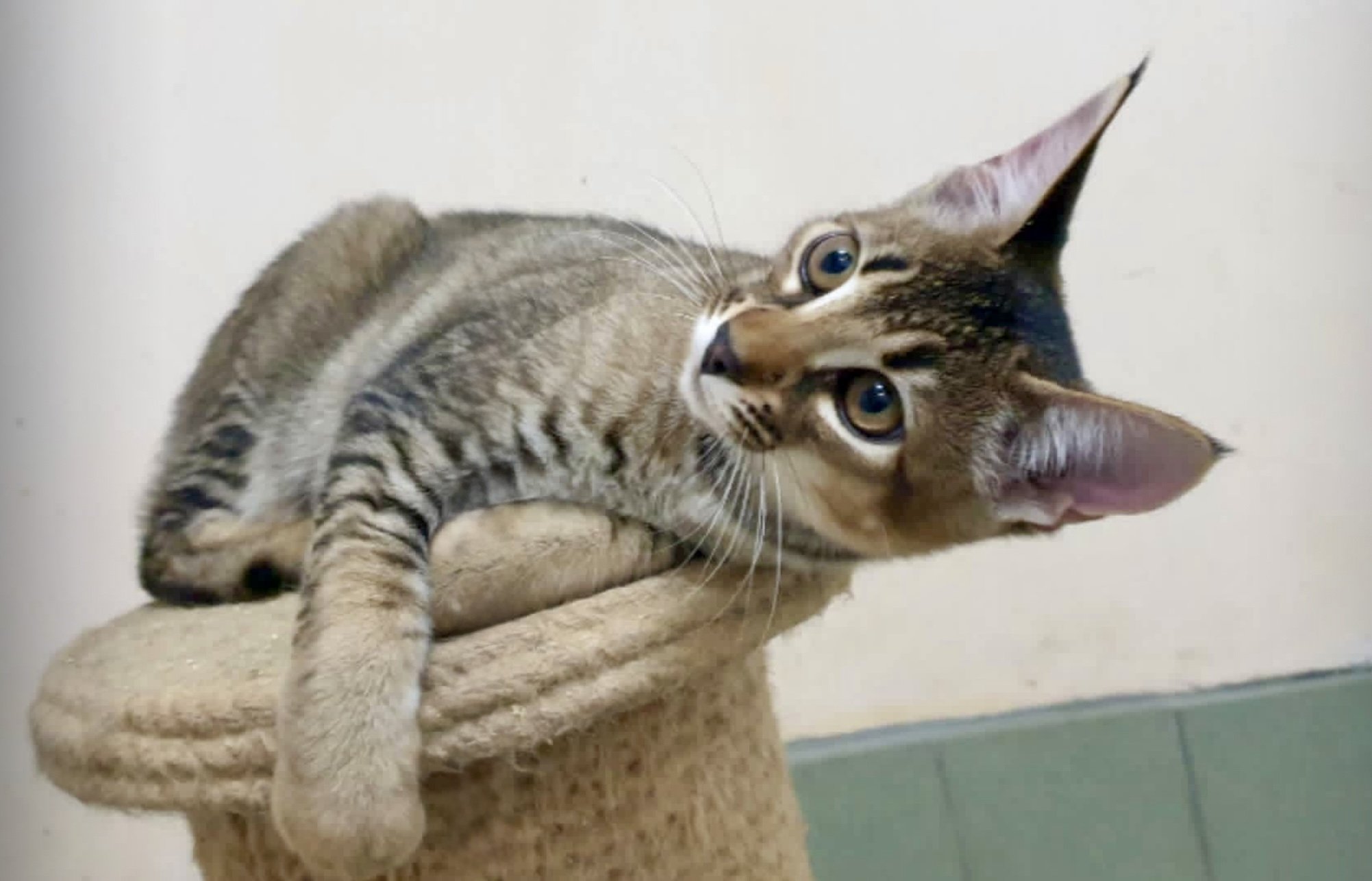3-month-old Caracat F3 female with 12.5% caracal blood — young hybrid kitten showing early signs of wild type, raised in a social home environment at VIPLEO