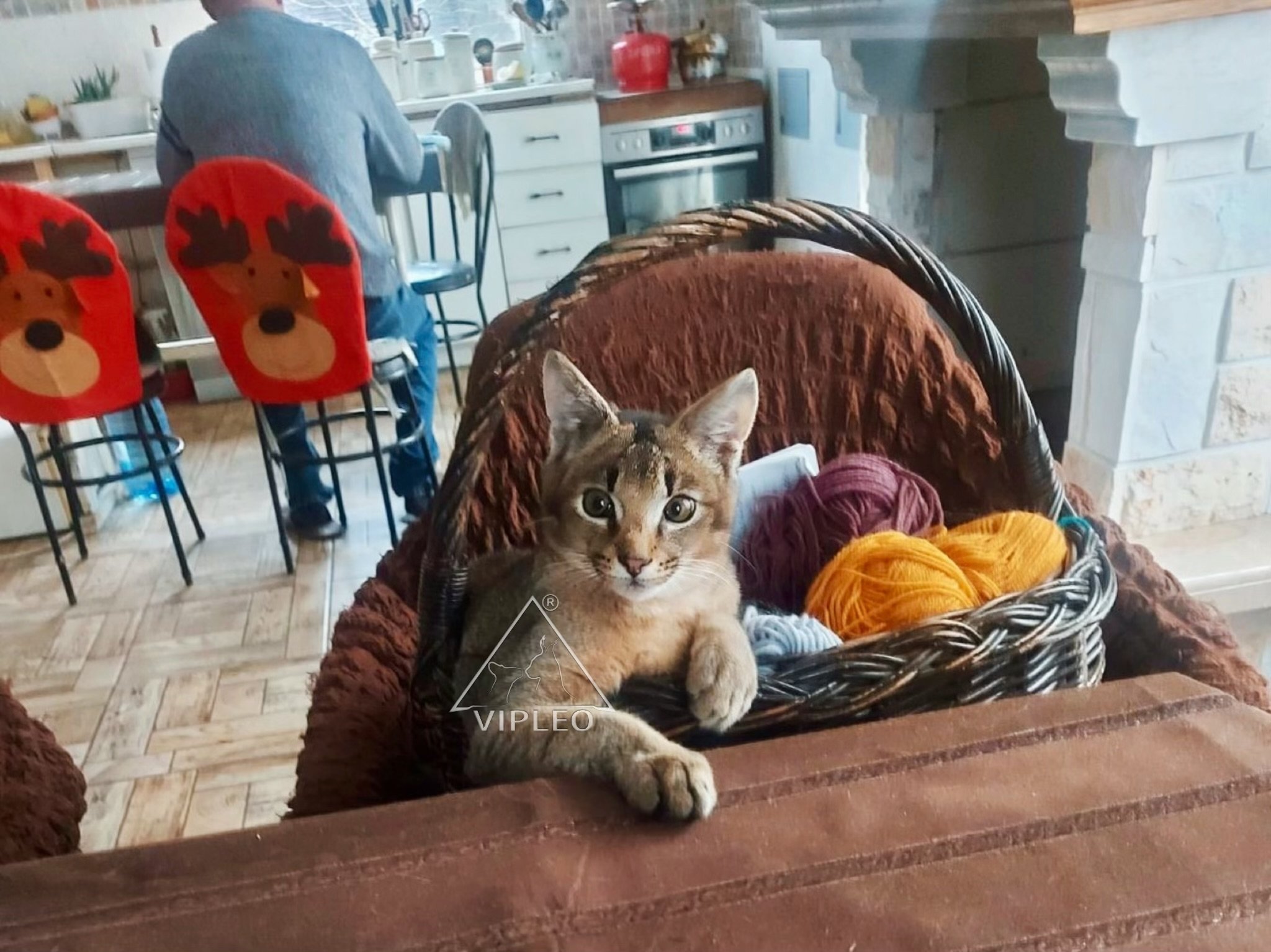 Adorable Caracat F2 kitten with 25% caracal blood sitting on a chair with front paws on the table — nestled in a basket with colorful yarn balls, showing calm and social behavior at VIPLEO