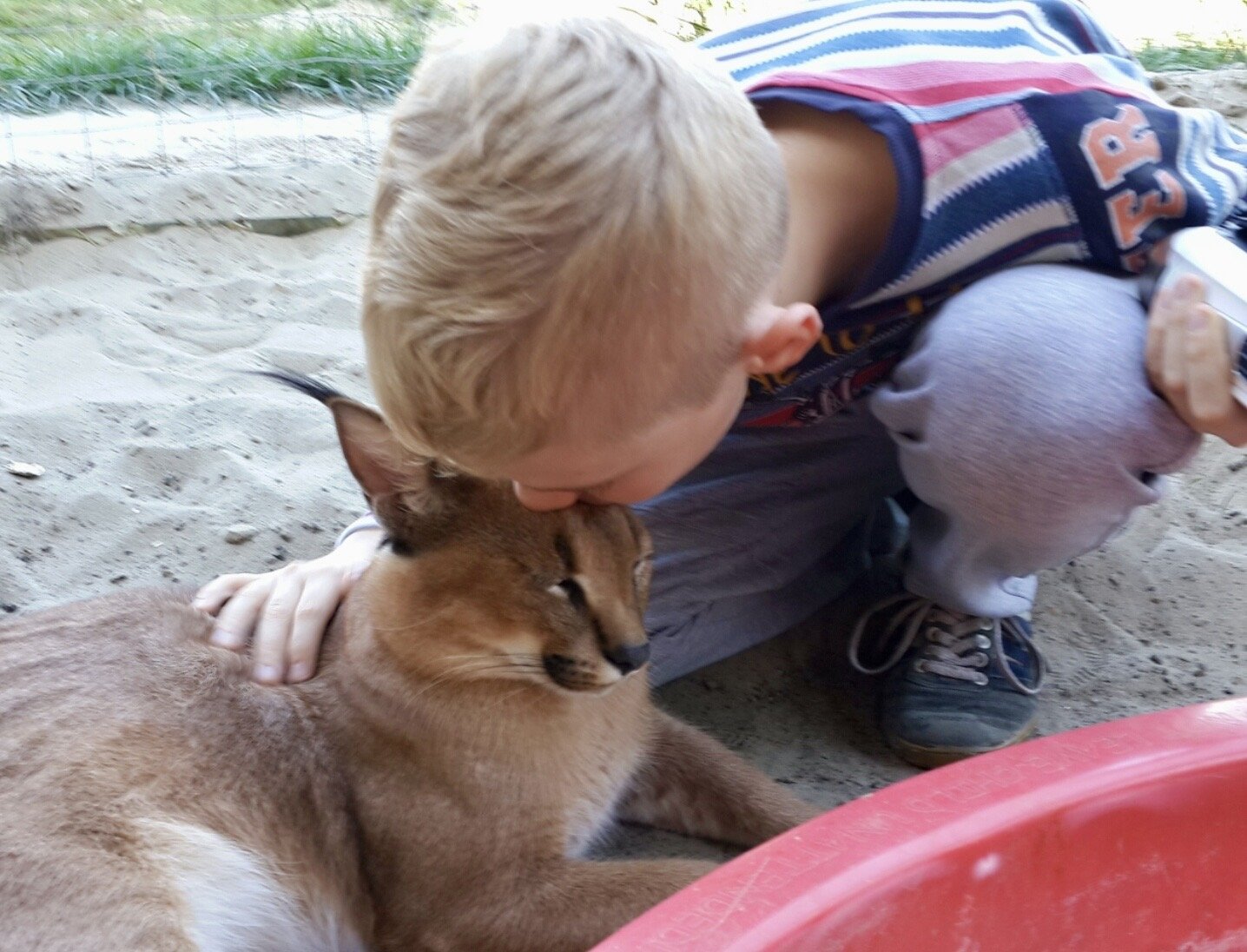 Child gently kissing Caracal Tuz — rare bond with a socialized foundation male used in VIPLEO's ethical Caracat breeding