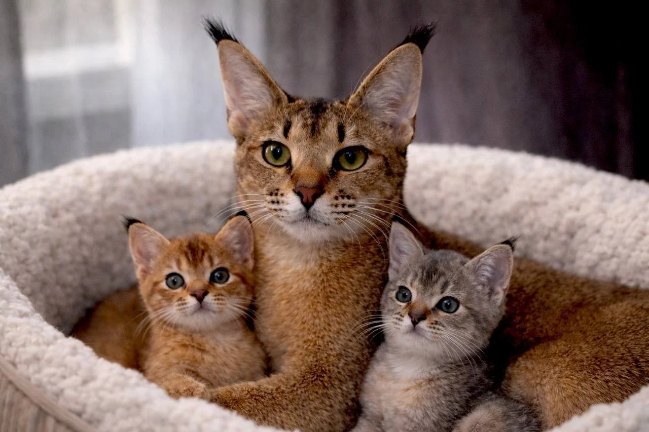 Caracat kittens planned litters 2026 VIPLEO cattery