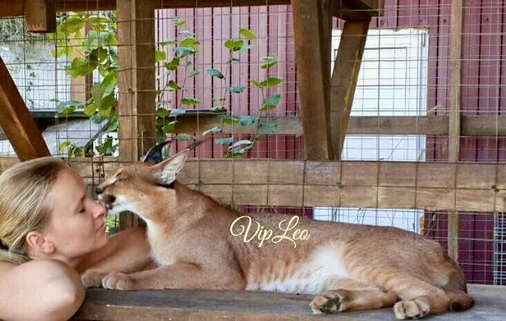 Tuz the Caracal showing affectionate behavior — a calm and social TICA-registered foundation male for Caracat hybrids