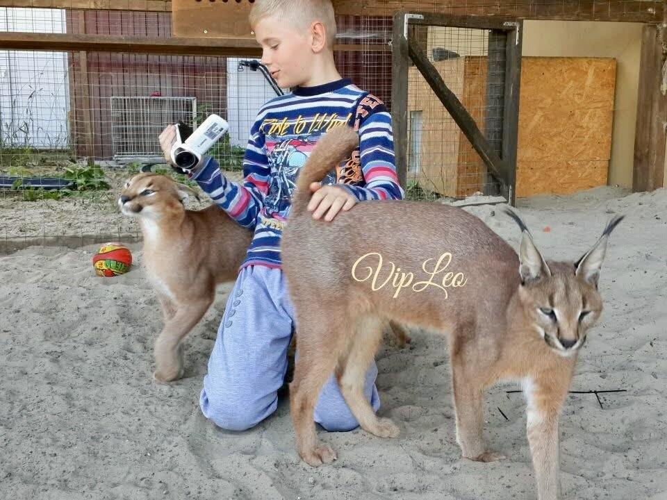 Child hugging our Caracals — VIPLEO’s socialized and balanced foundation cats used in ethical Caracat breeding