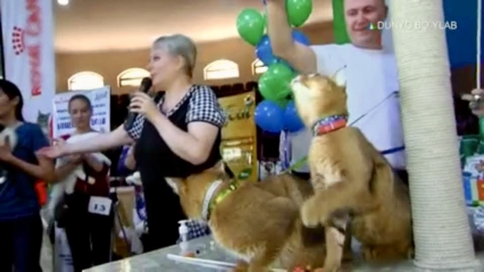 Scene from the “Kashemir 2018” international cat show in Tashkent. One of the show judges addresses the audience, highlighting the rarity and uniqueness of VIPLEO’s Caracat kittens. Two Caracats are placed on the table in front of the judge, drawing