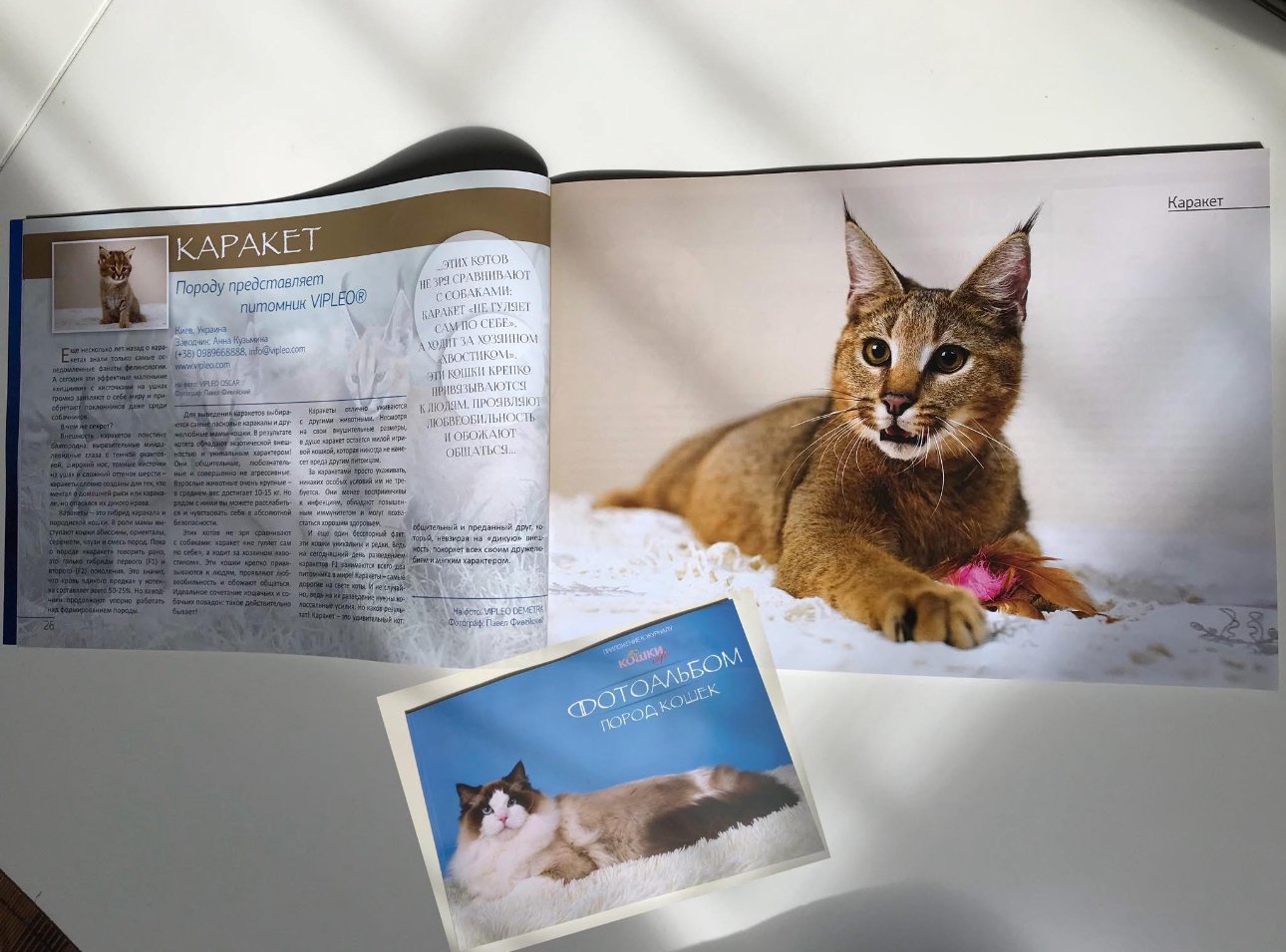 Photo of a specialized cat breed magazine featuring the cover and inside spread with an article about Caracats. The Russian-language article highlights the work of the VIPLEO cattery in the Caracat breeding program, led by Ganna Kuzmina, and includes