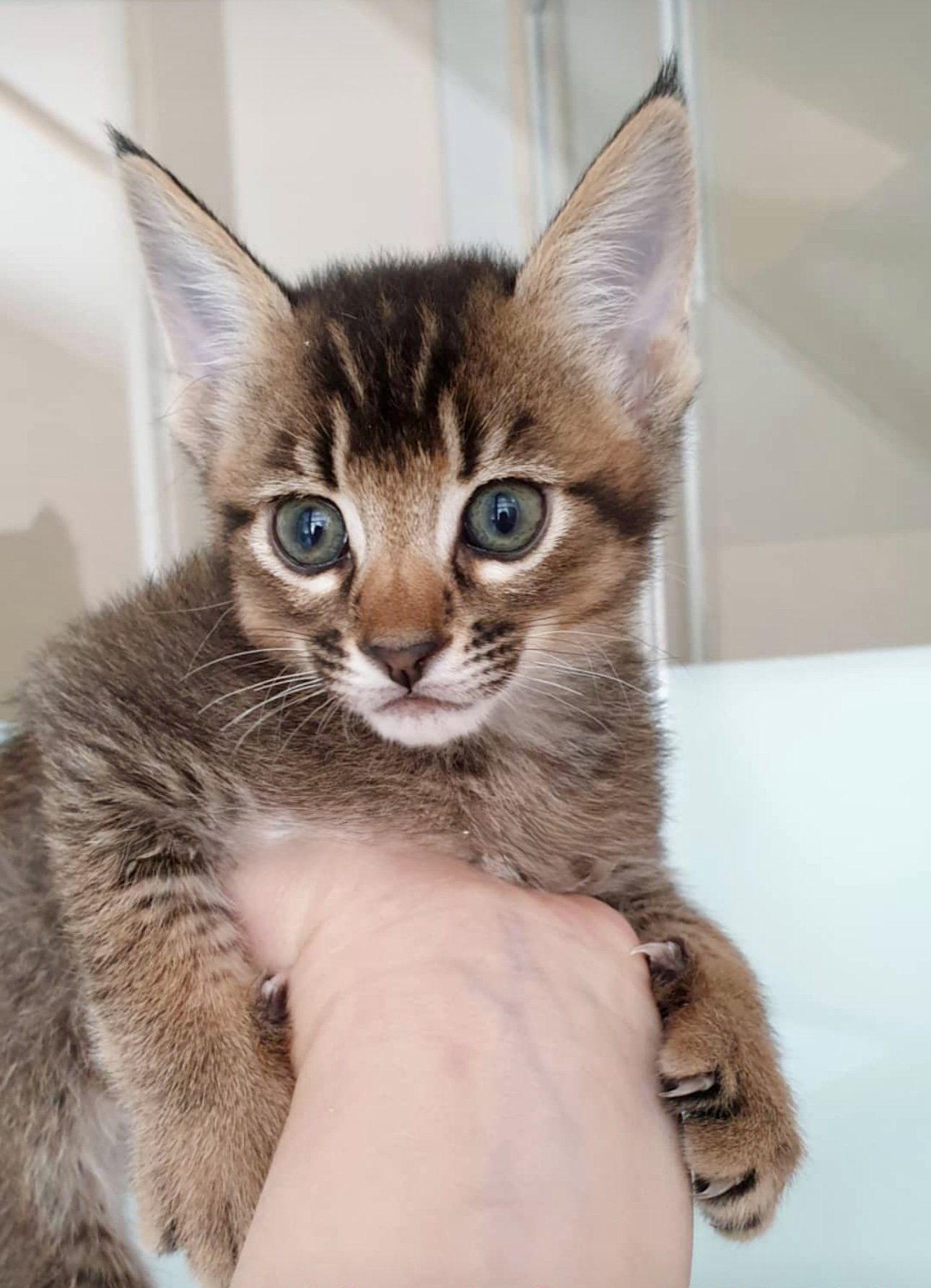 Breeder Ganna Kuzmina holding a 3-week-old Caracat F3 female kitten with 12.5% caracal blood in her palm — tiny early-generation hybrid showing early development and trust, bred at VIPLEO