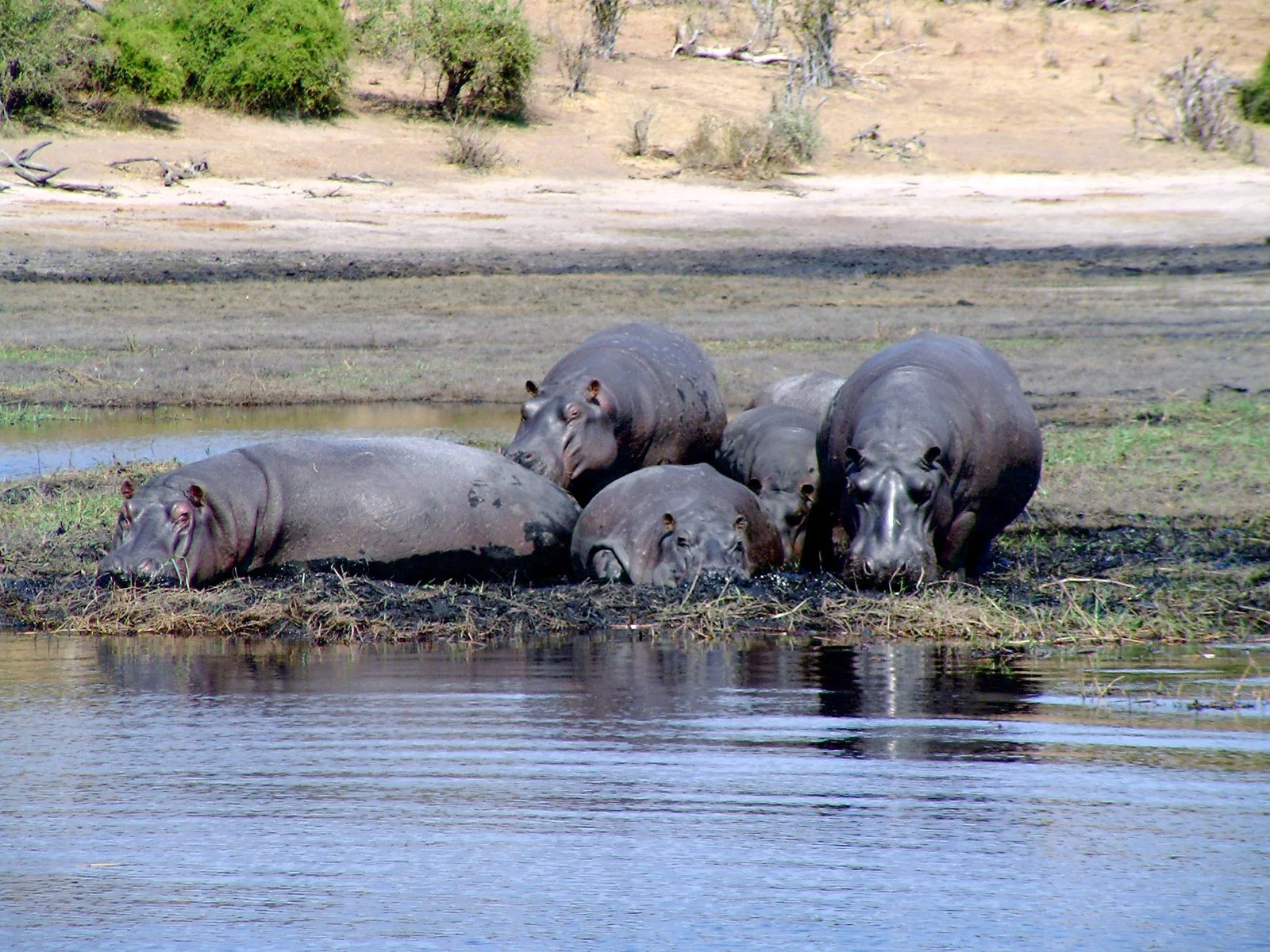 Travel Africa Bostwana Chobe - hippos.jpg