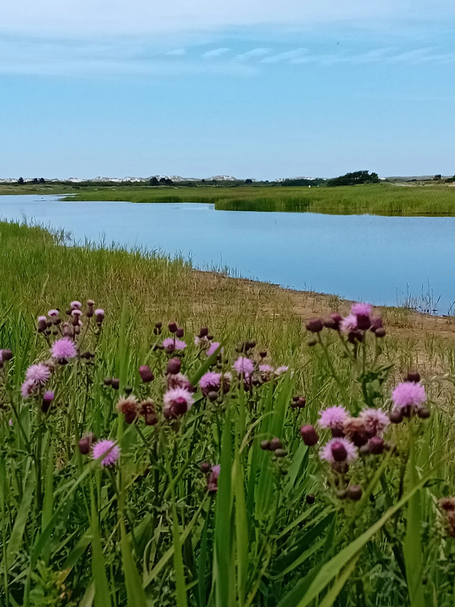 Landschap met bloemen, gras en water in Nederland
