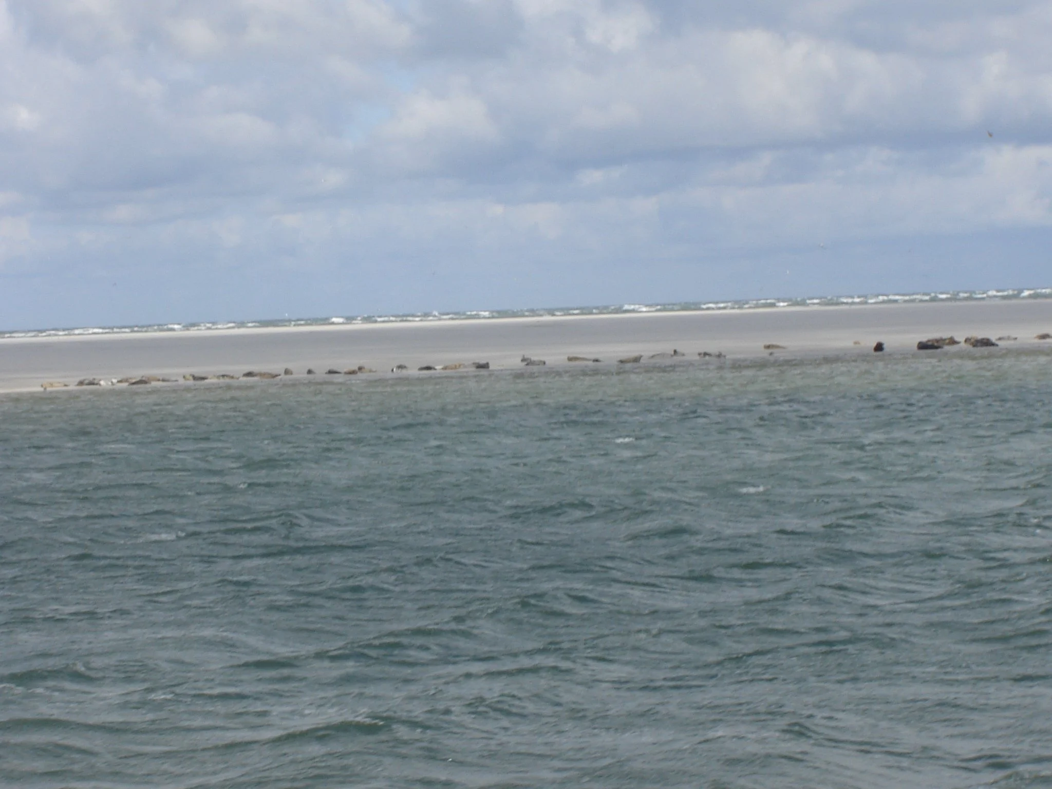Zeehonden rusten op een zandbank in de zee onder een bewolkte hemel.