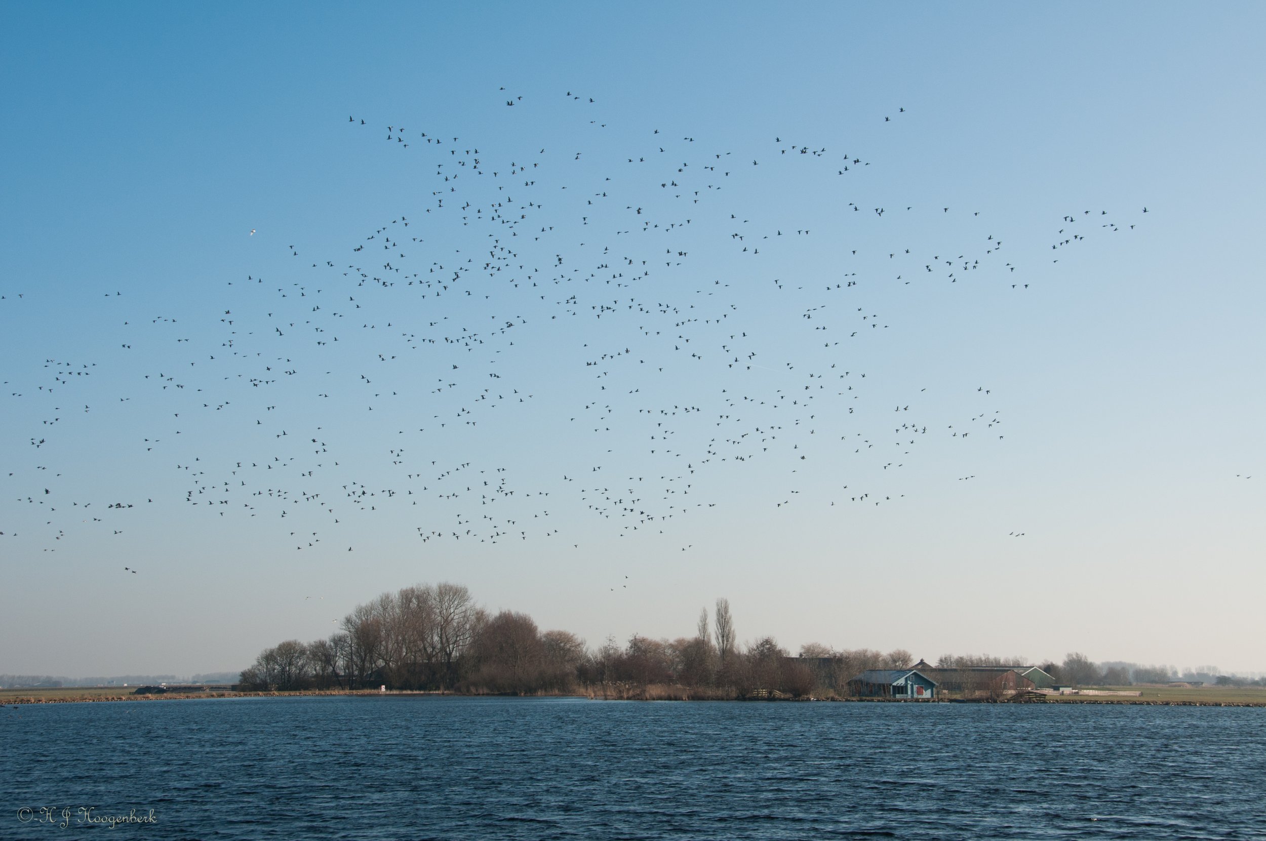 Vogels vliegen boven een meer met een huisje en bomen op de achtergrond.