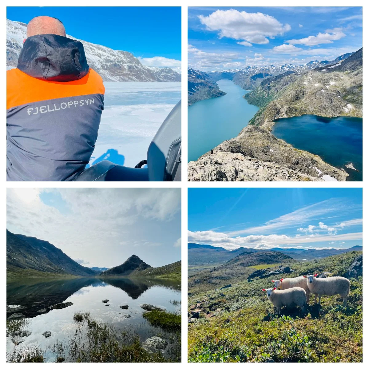 Ledig stilling som fjelloppsyn 