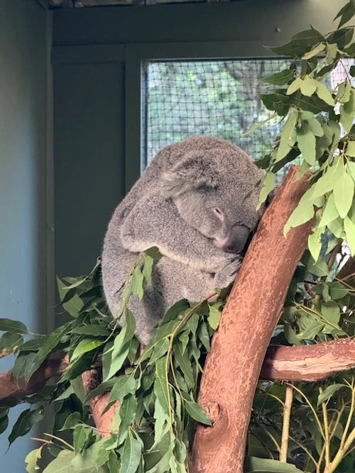 A koala sleeping on a tree branch surrounded by green leaves.