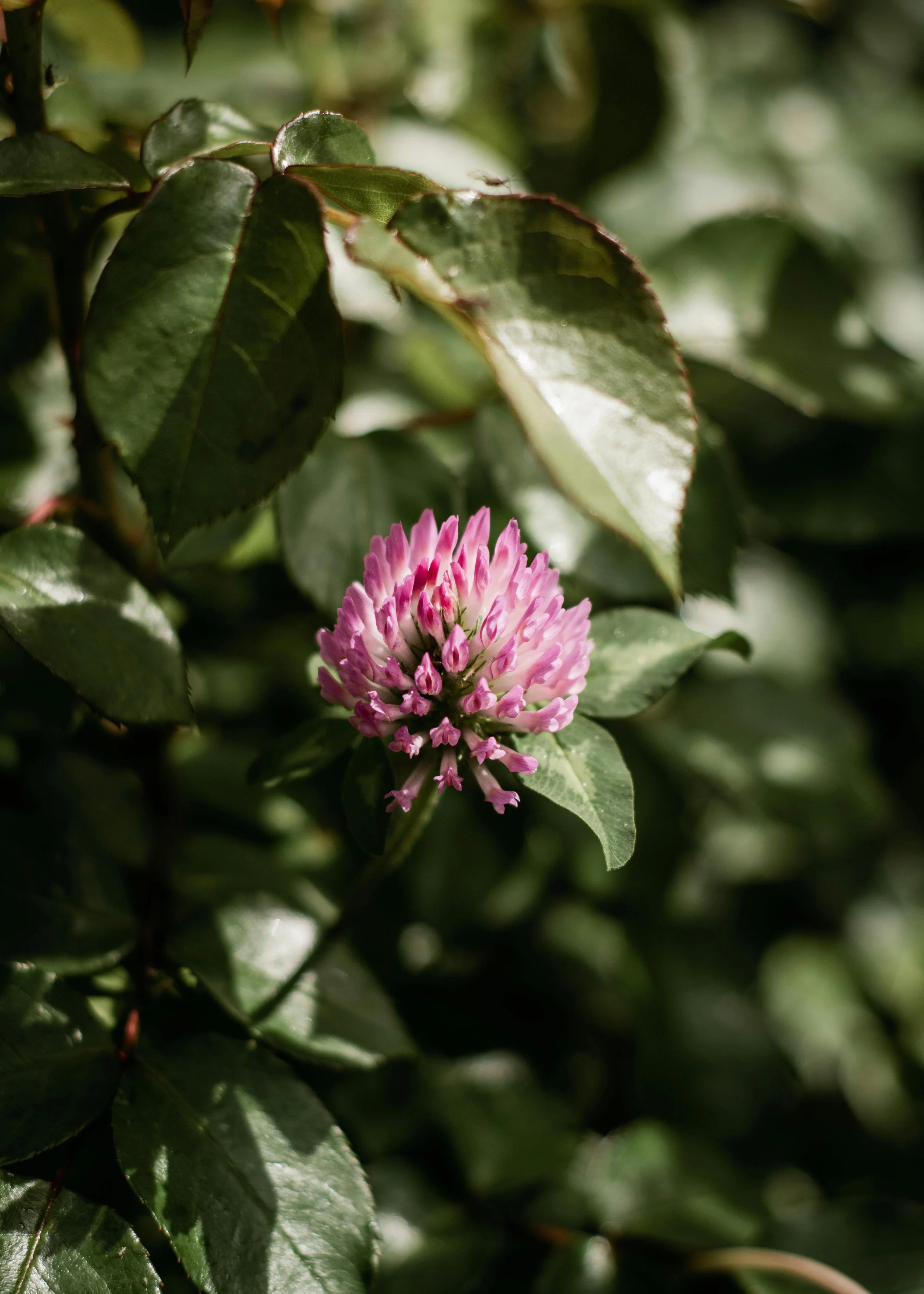 Flor_llamas_regenerativas_meditacion_plantas_medicinales_regenerar_cuerpo_mente_espíritu_sanar_ecologia_cuidados_interser_enraizar