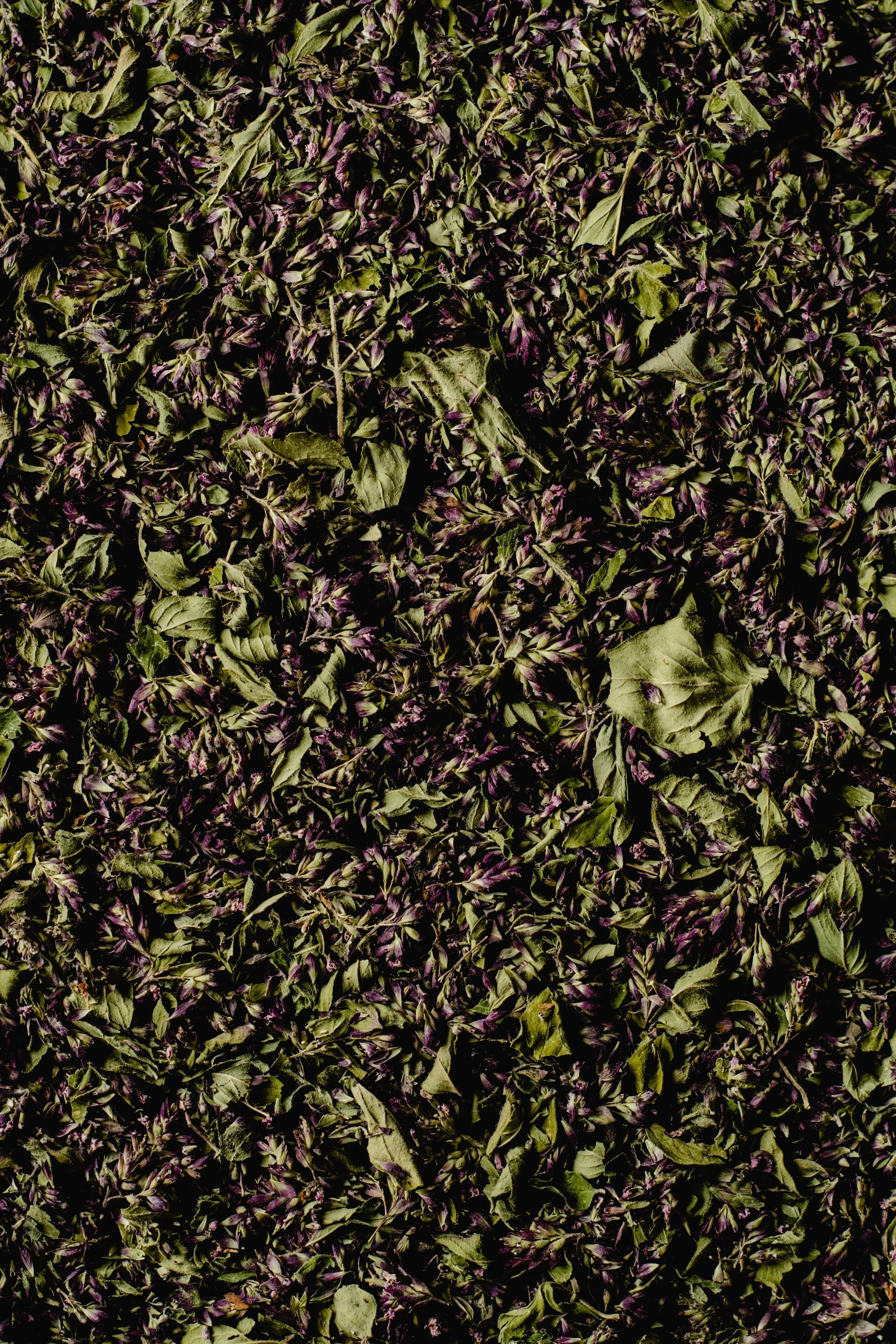 llamas_Regenerativas_arte_sensible_participativo_meditaciones_plantas_medicinales