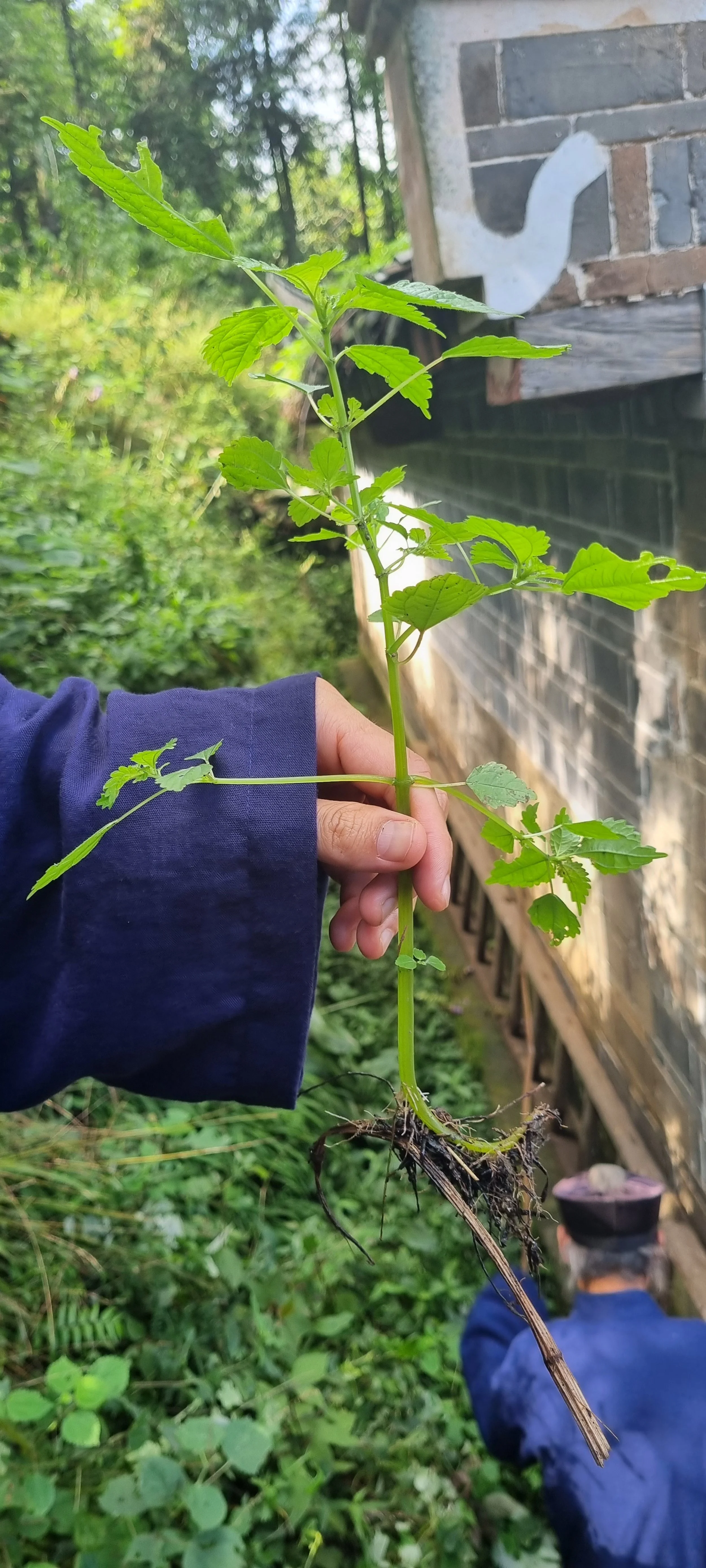 Hand holding a young plant, with visible roots and green leaves, in a garden or wooded area.