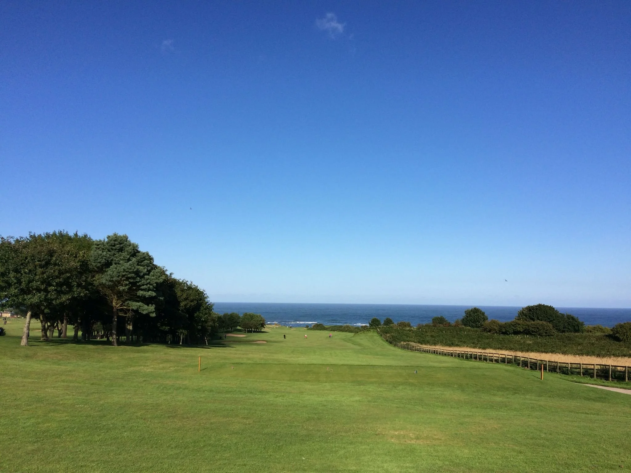 Sunny golf course with trees and ocean view.