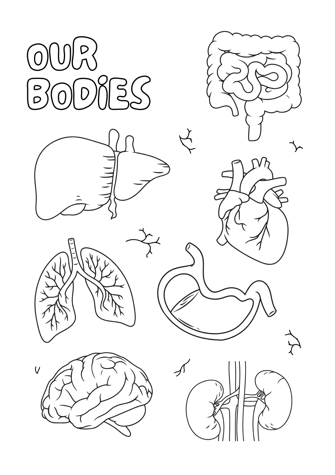 Our Bodies Anatomy Colouring Page