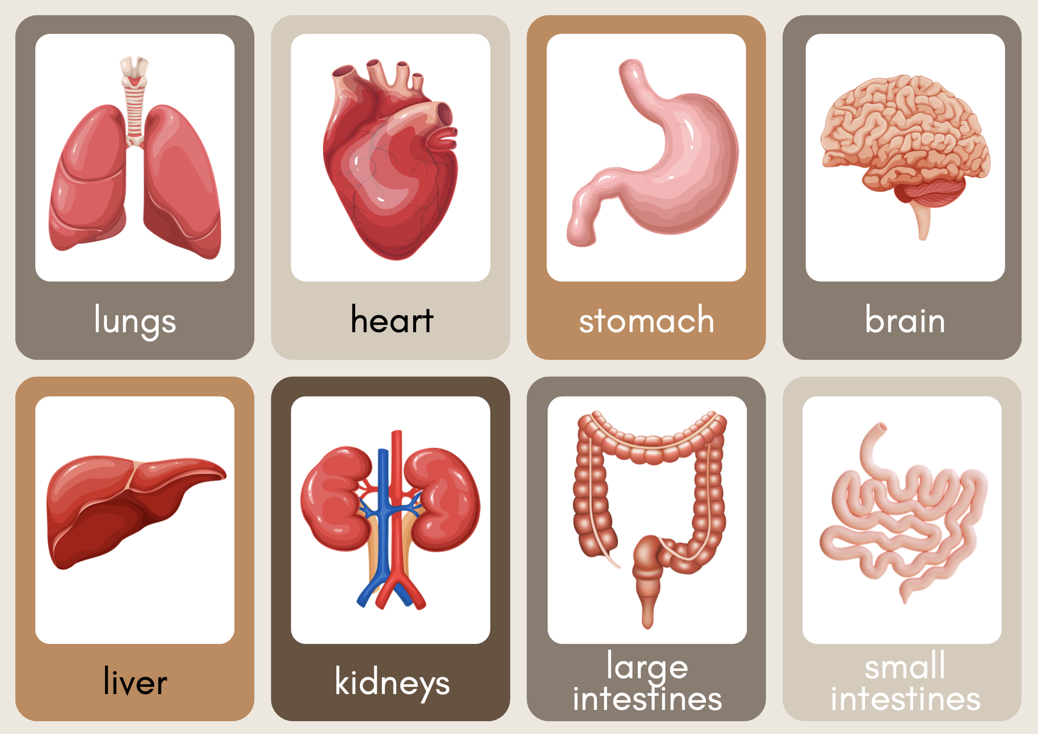 The Human Body - Exploring the human anatomy