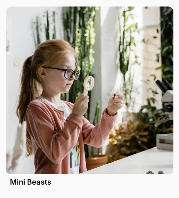 Mini Beasts Project