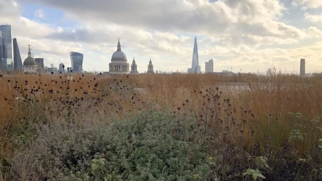 View of the London skyline with historic and modern buildings, including St. Paul's Cathedral and The Shard, seen from a park with dry grass and wildflowers.