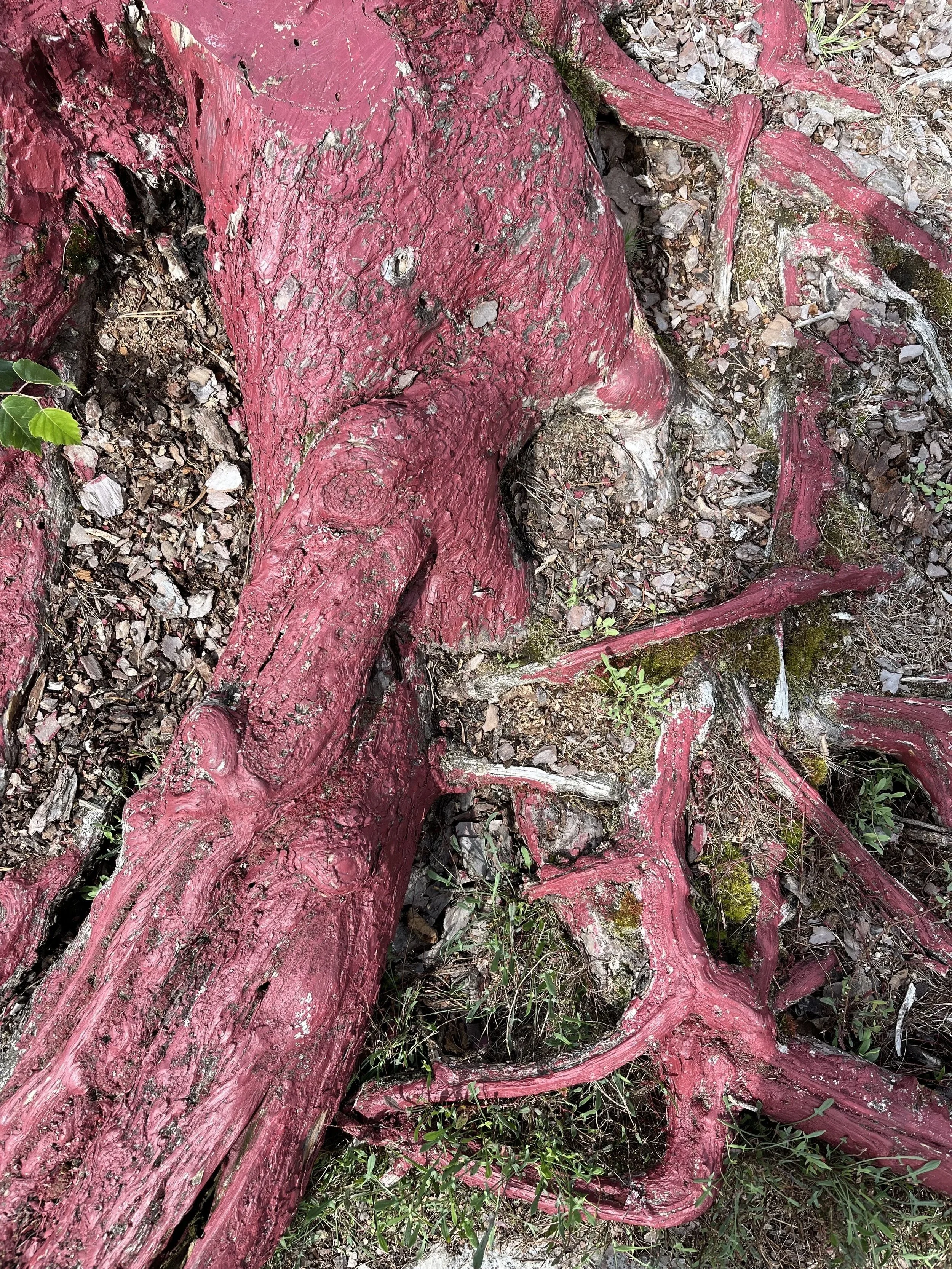 AURELIE CALLIGARIS RACINES