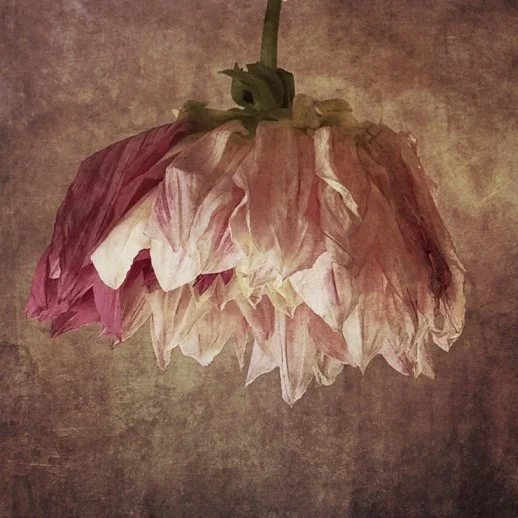 Create beautiful flower images with your smartphone