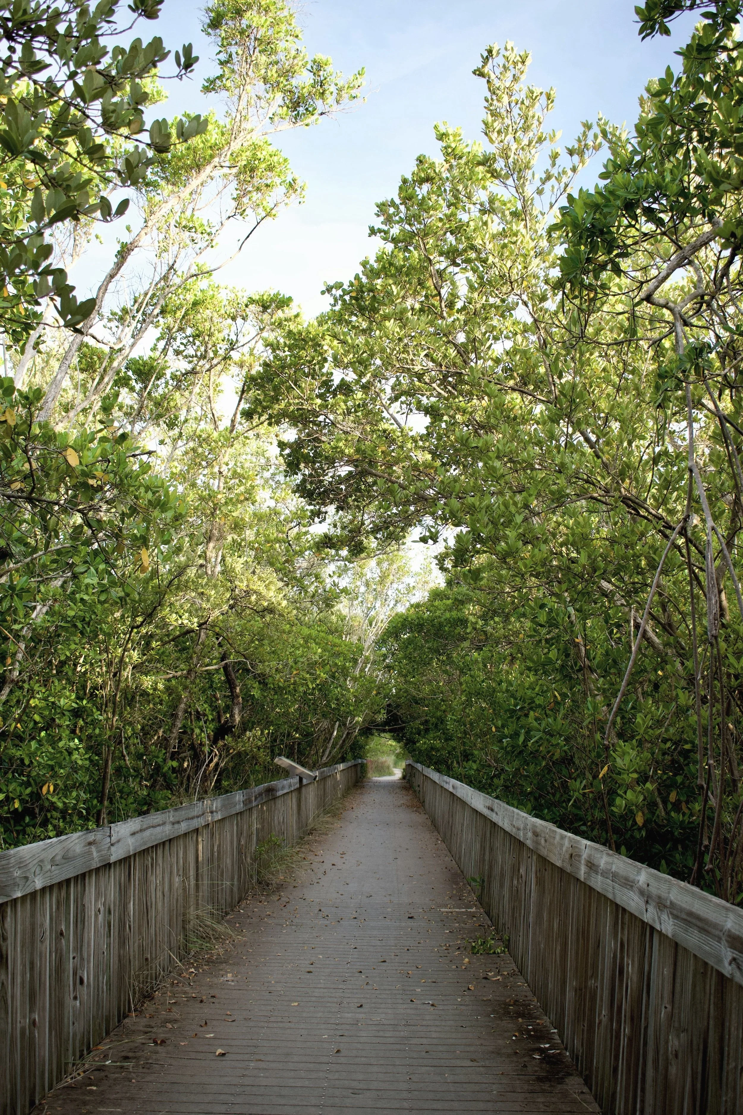 Wooden boardwalk trail through dense green trees.