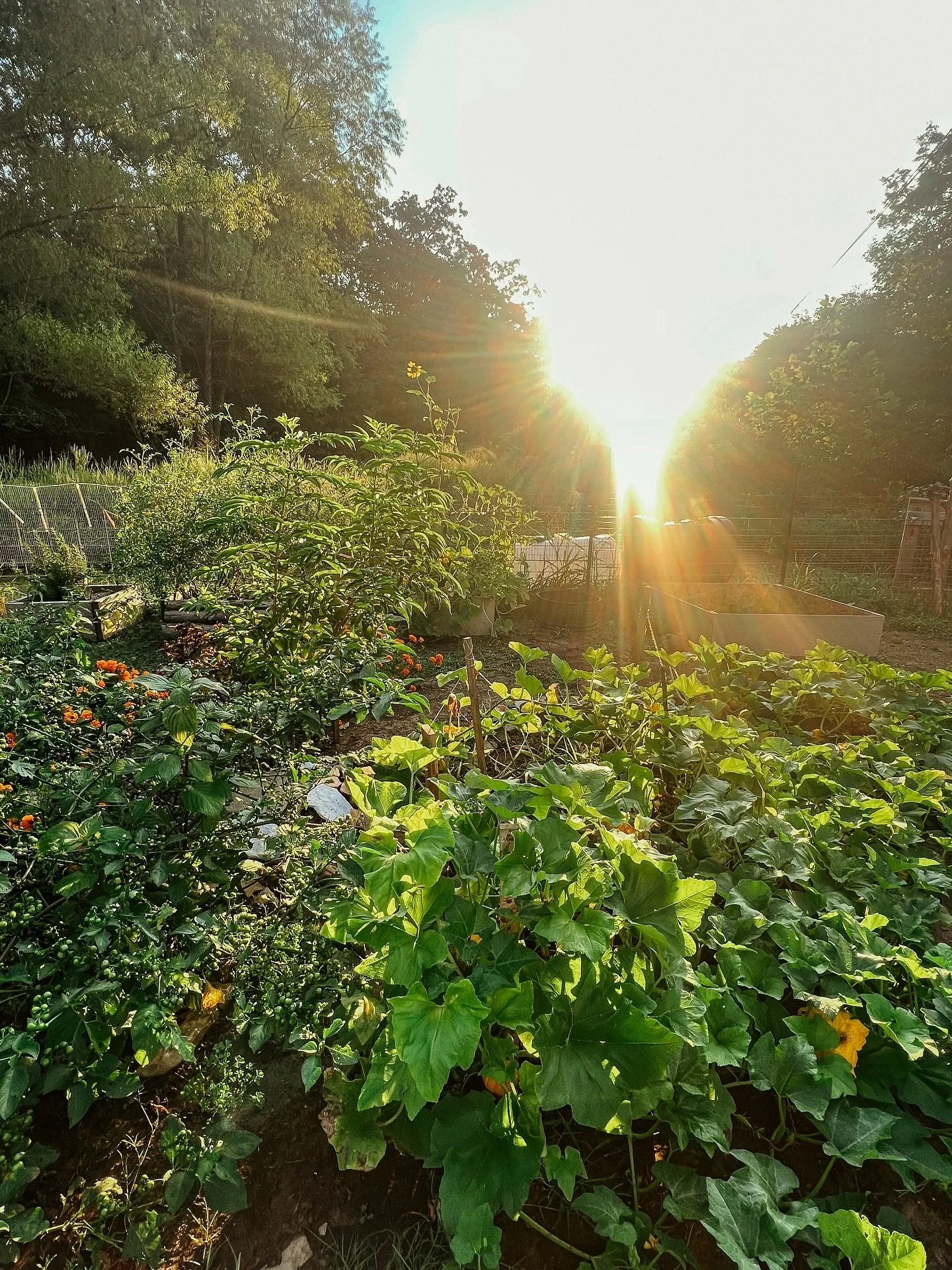 ✨Garden Golden Hour✨

Every farm and garden has its own rhythm &mdash; the shuffle of hooves &amp; paws, the way the garden leans into the sun as the land sighs and the day slows. 💛

We step into that rhythm with quiet attentiveness listening for th