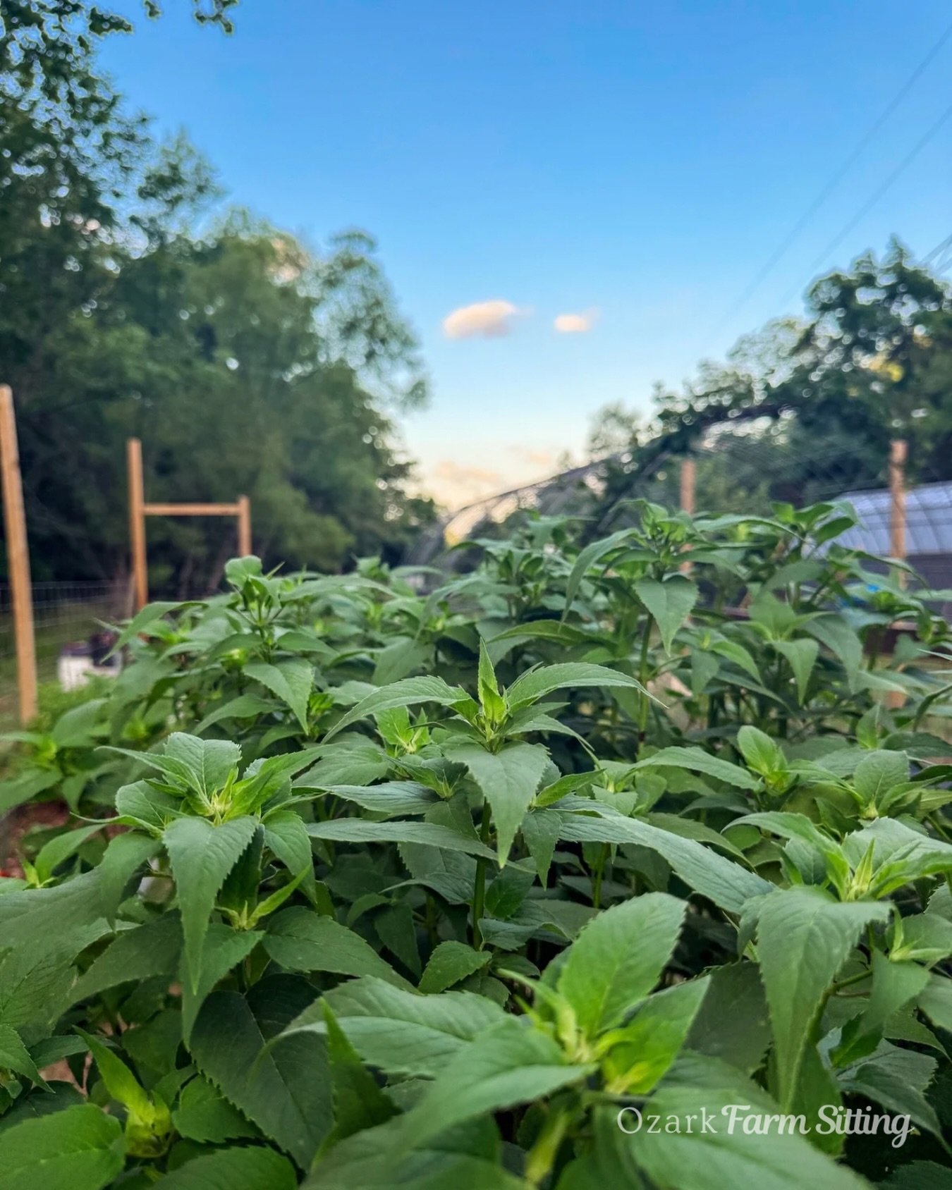 Let&rsquo;s talk pricing! 💚 Each farm receives personalized care and pricing based on location, chore list and the amount of time it will take. Also included is a free consultation so I can better understand your scope of work, the lay of the land a