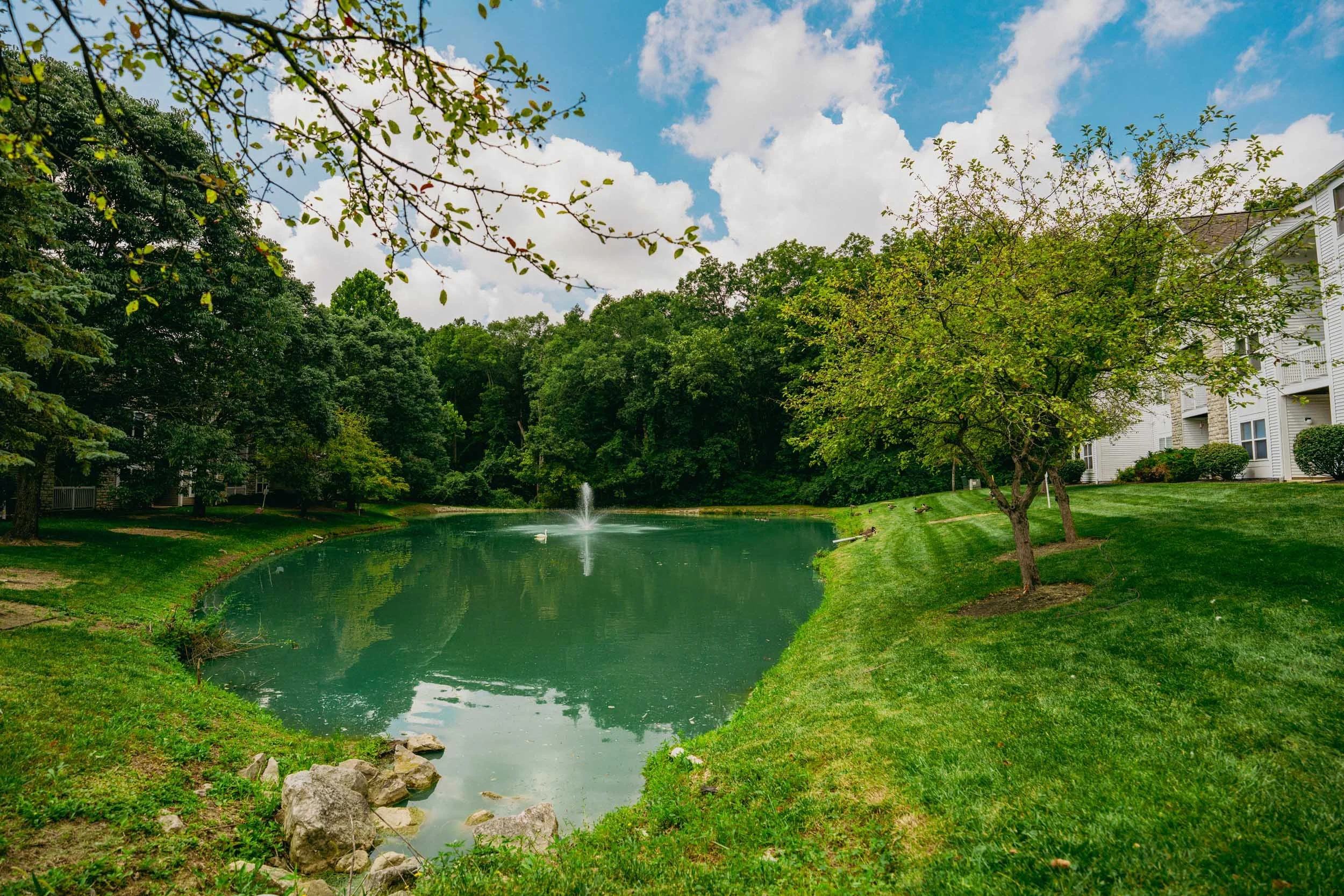 A peaceful pond surrounded by lush green grass and trees, with a fountain in the middle and ducks swimming, under a partly cloudy sky.